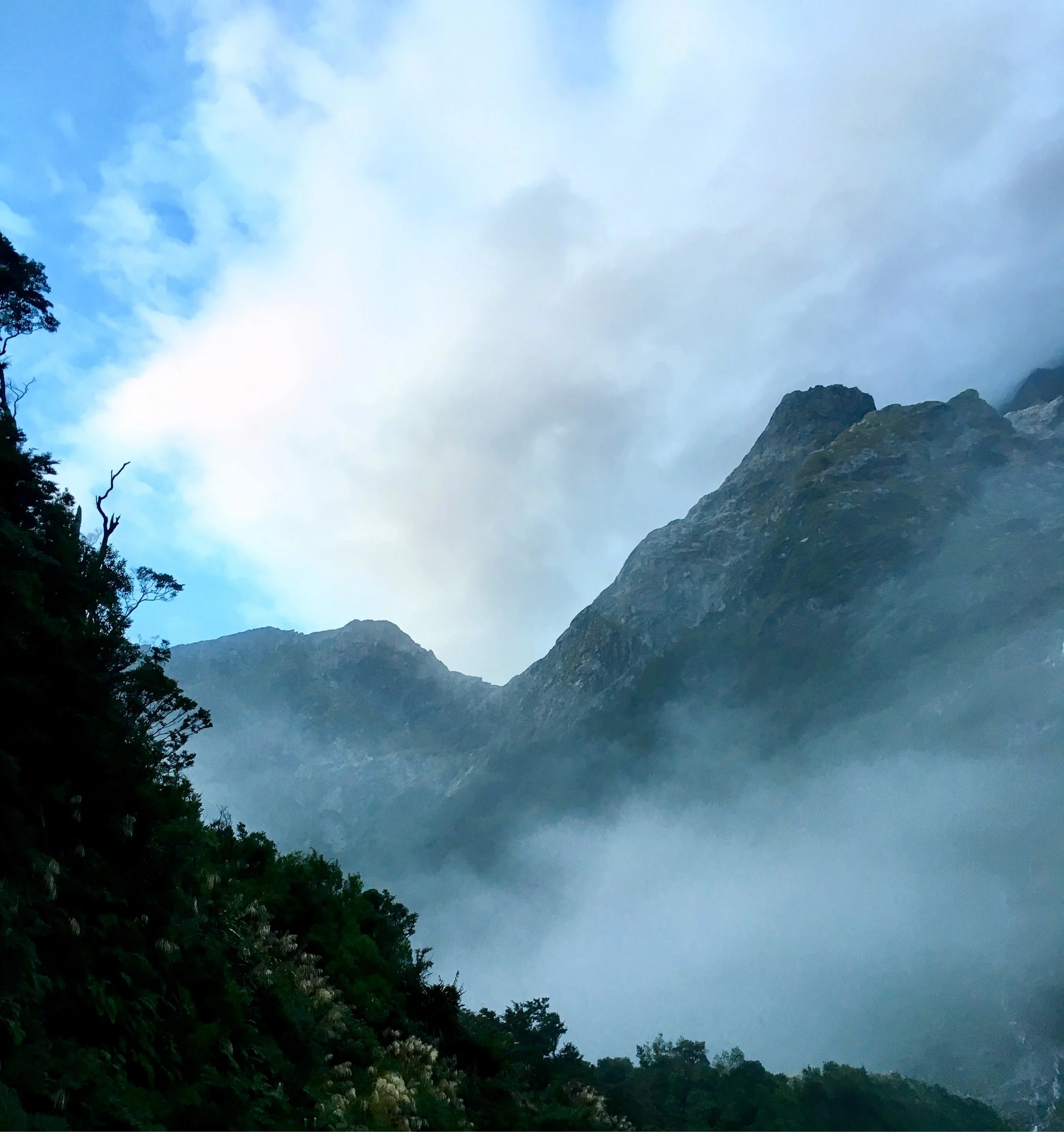 NZ_Trees.jpg