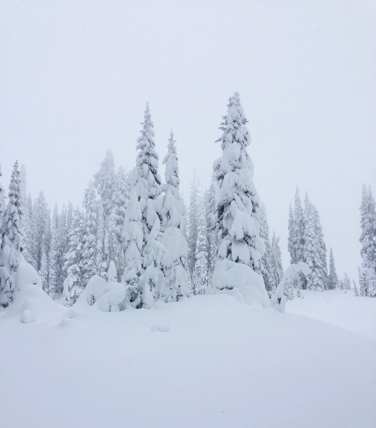 white snow.jpg