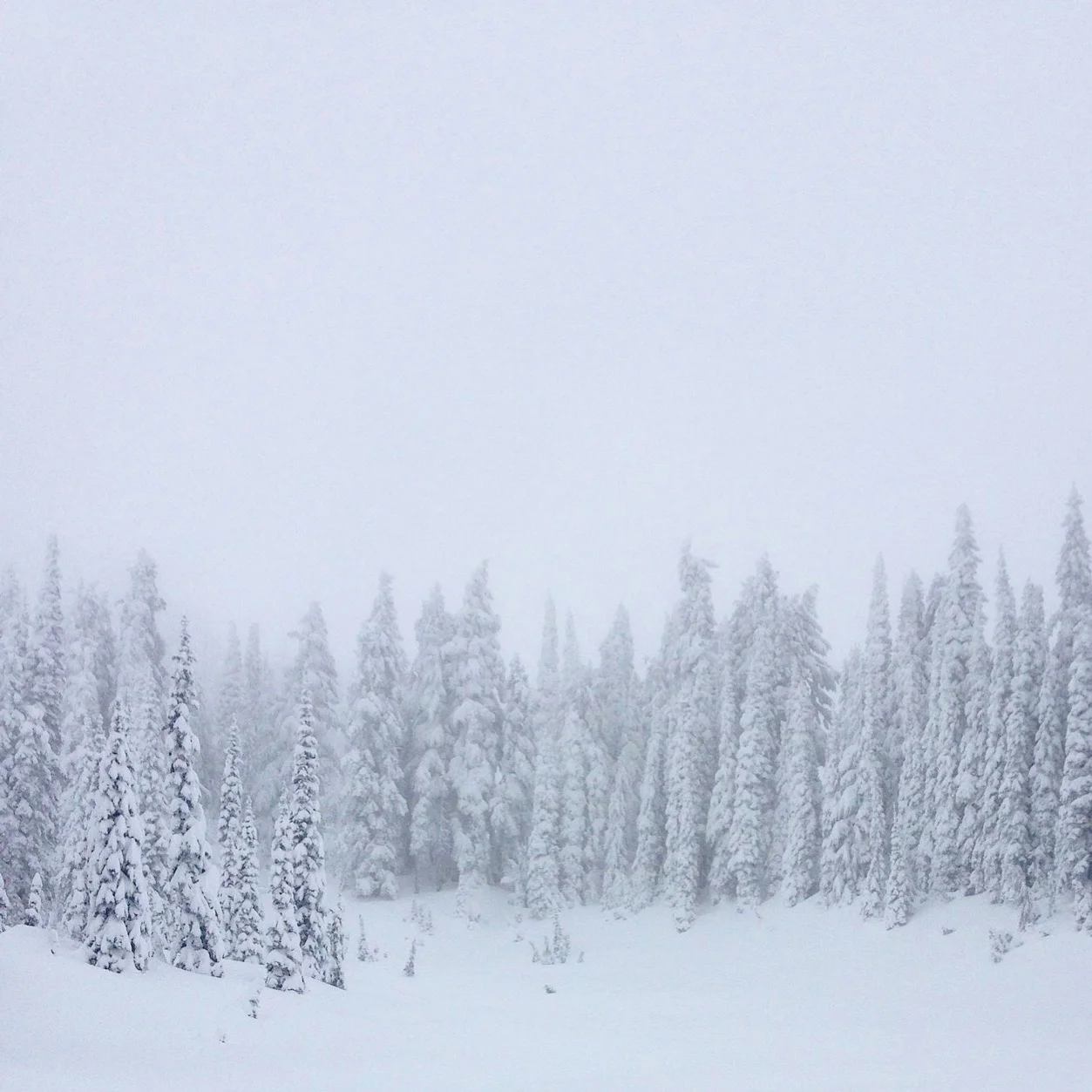 Snow pics.jpg