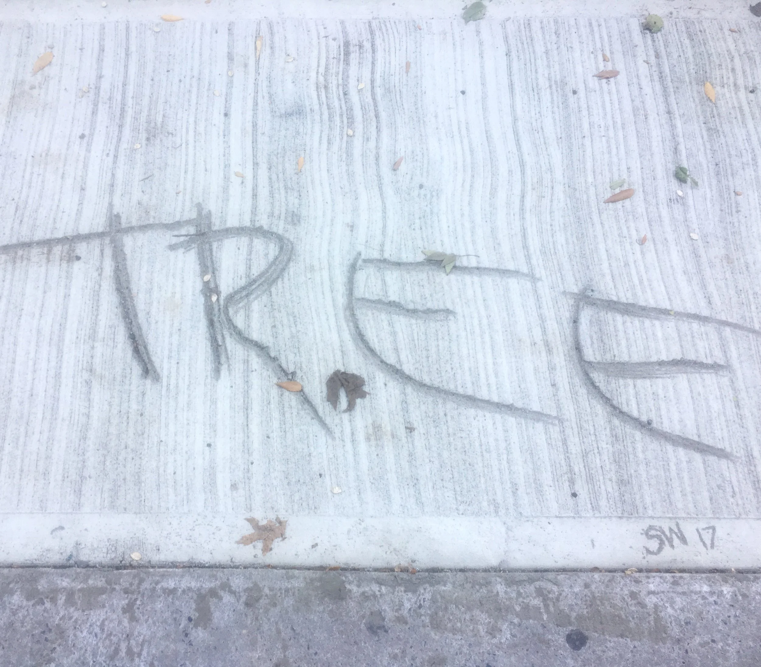 concrete tree.jpg