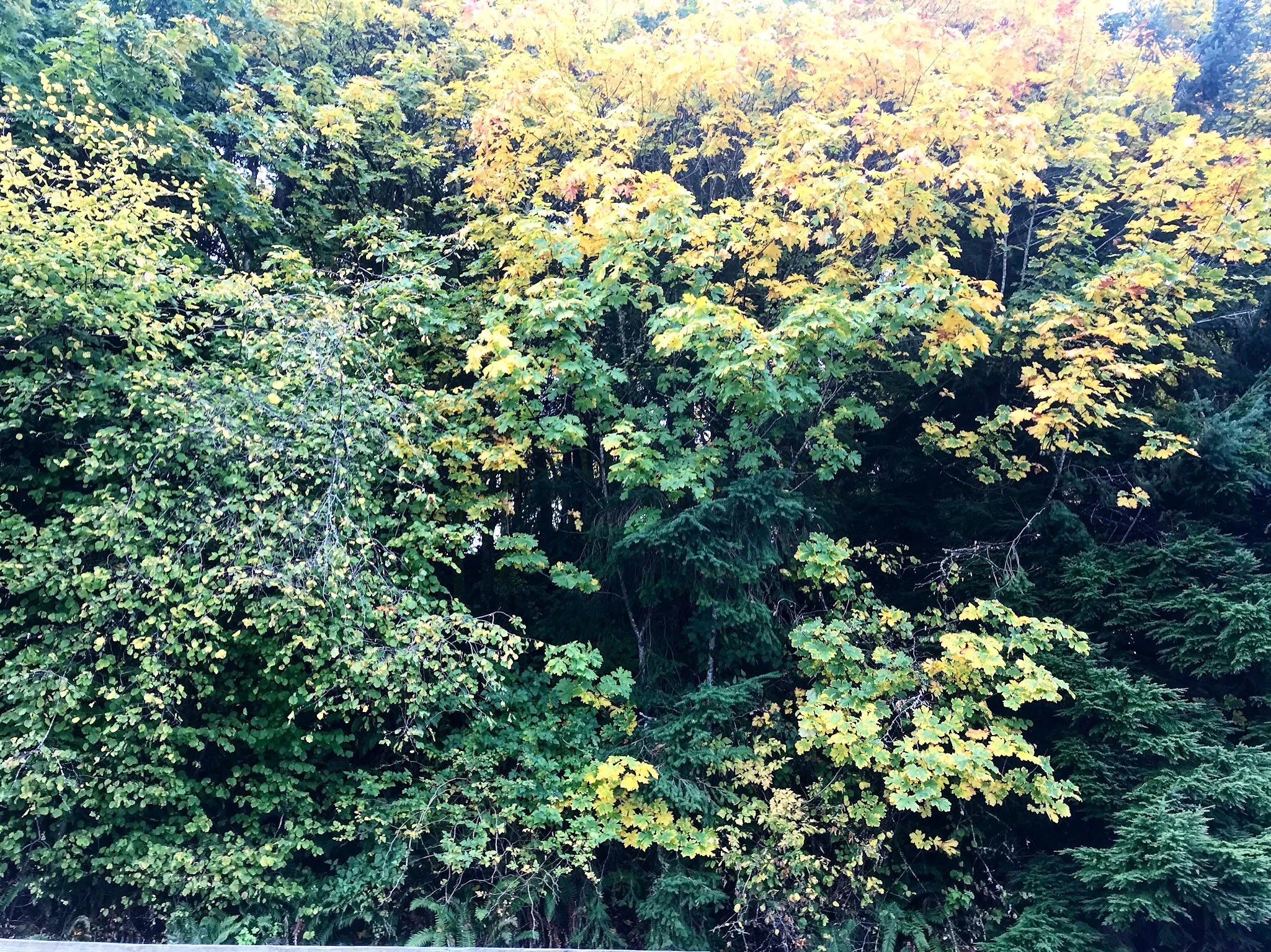 Maple_Tree2_BARK_texture_sample2.jpg