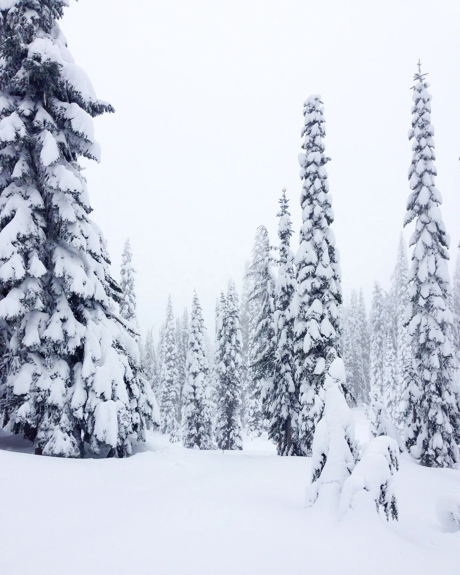 Snow trees.jpg