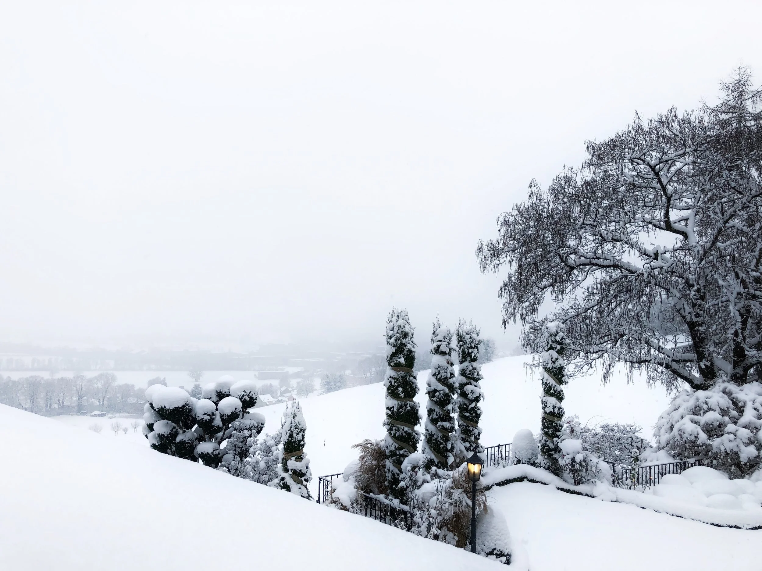 Snowy Trees.jpeg