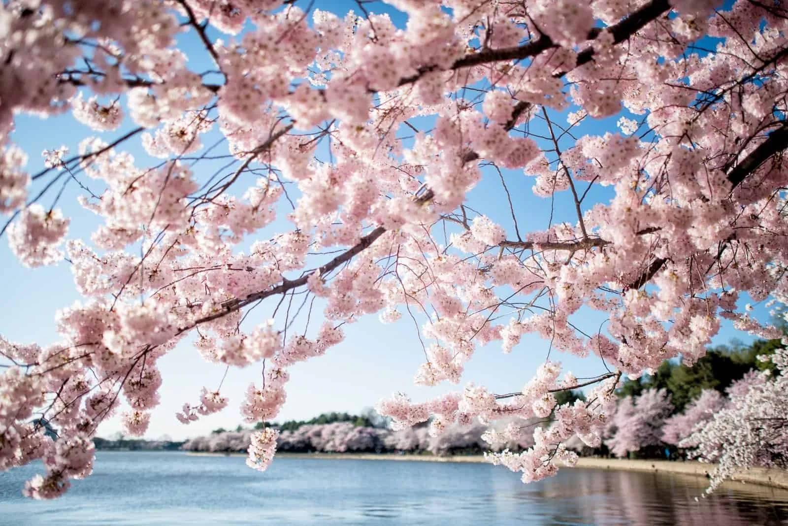 cherry-blossoms-washington-dc-april-01-2019-418x.jpg