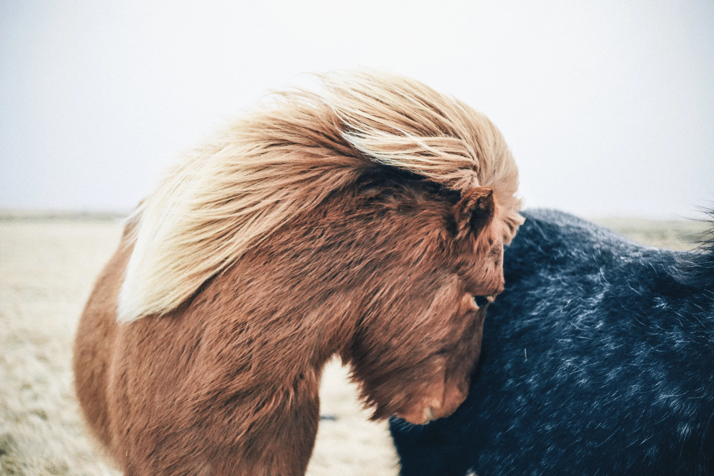 Even ponies get shy
