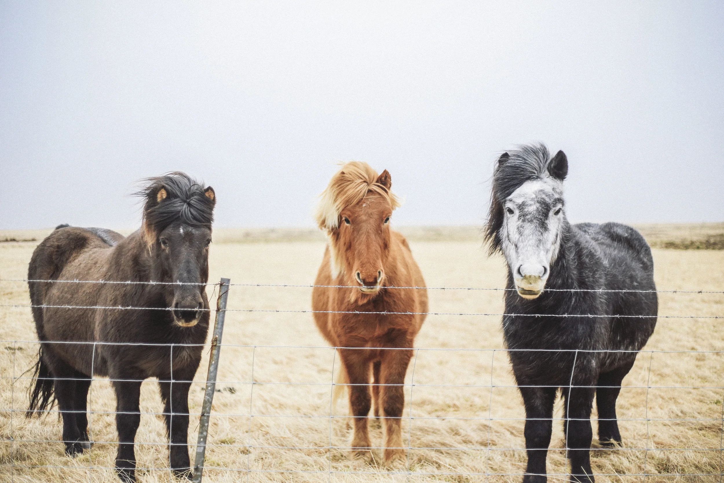 Icelandic Ponies