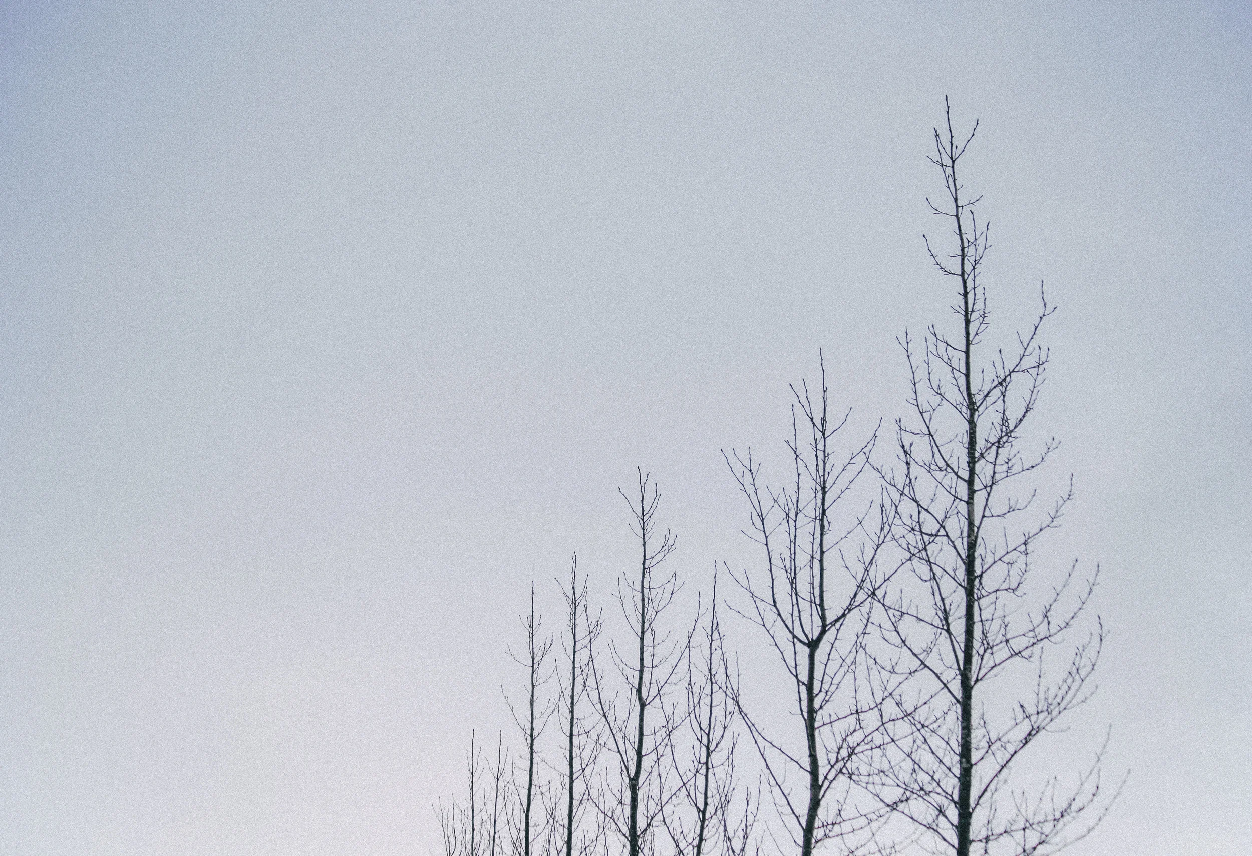 Sky Veins