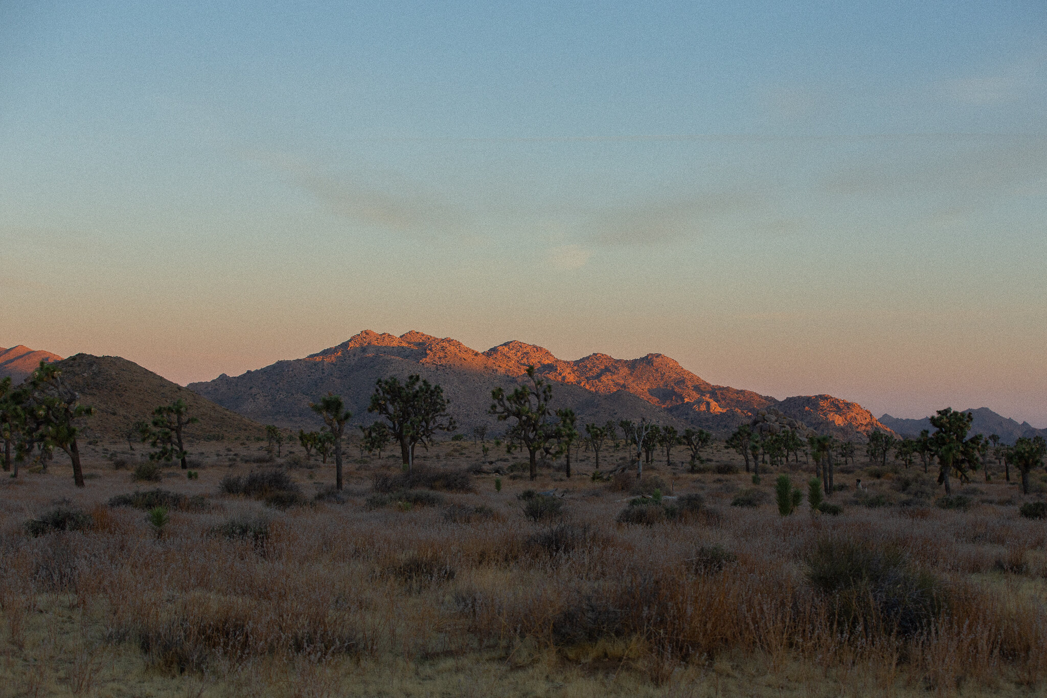 Joshua Tree-1-5.jpg