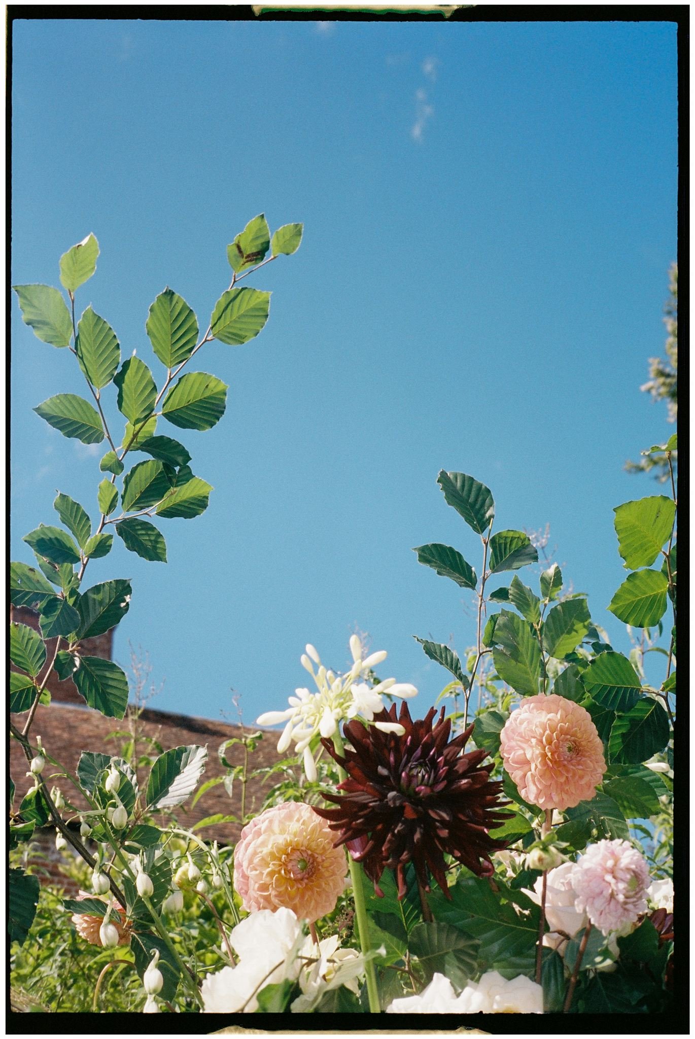 Film photograph of wedding flowers at Updown Farmhouse