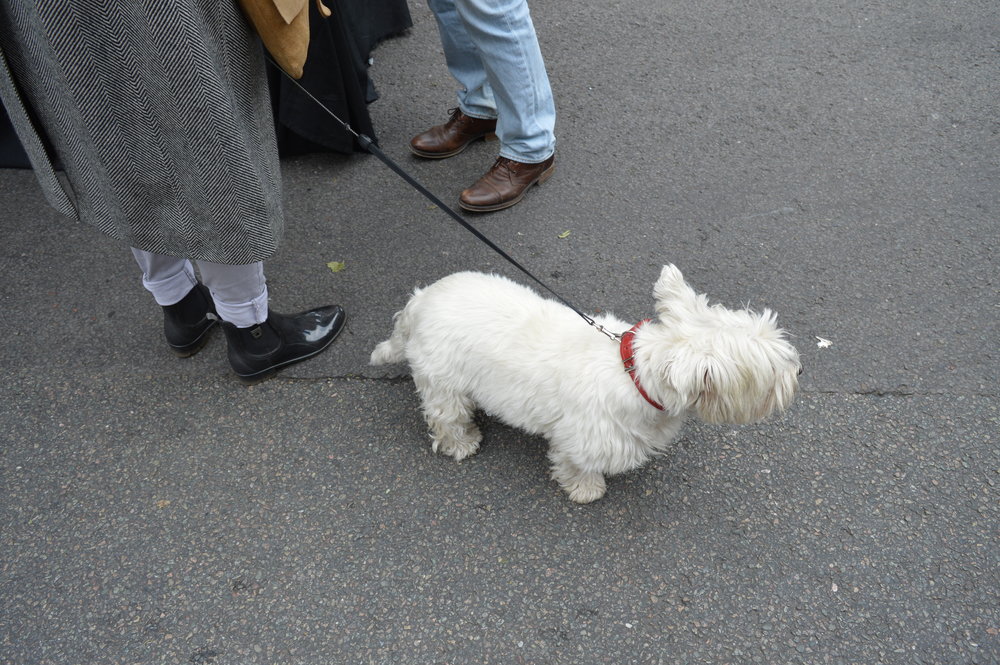 Bermondsey dog