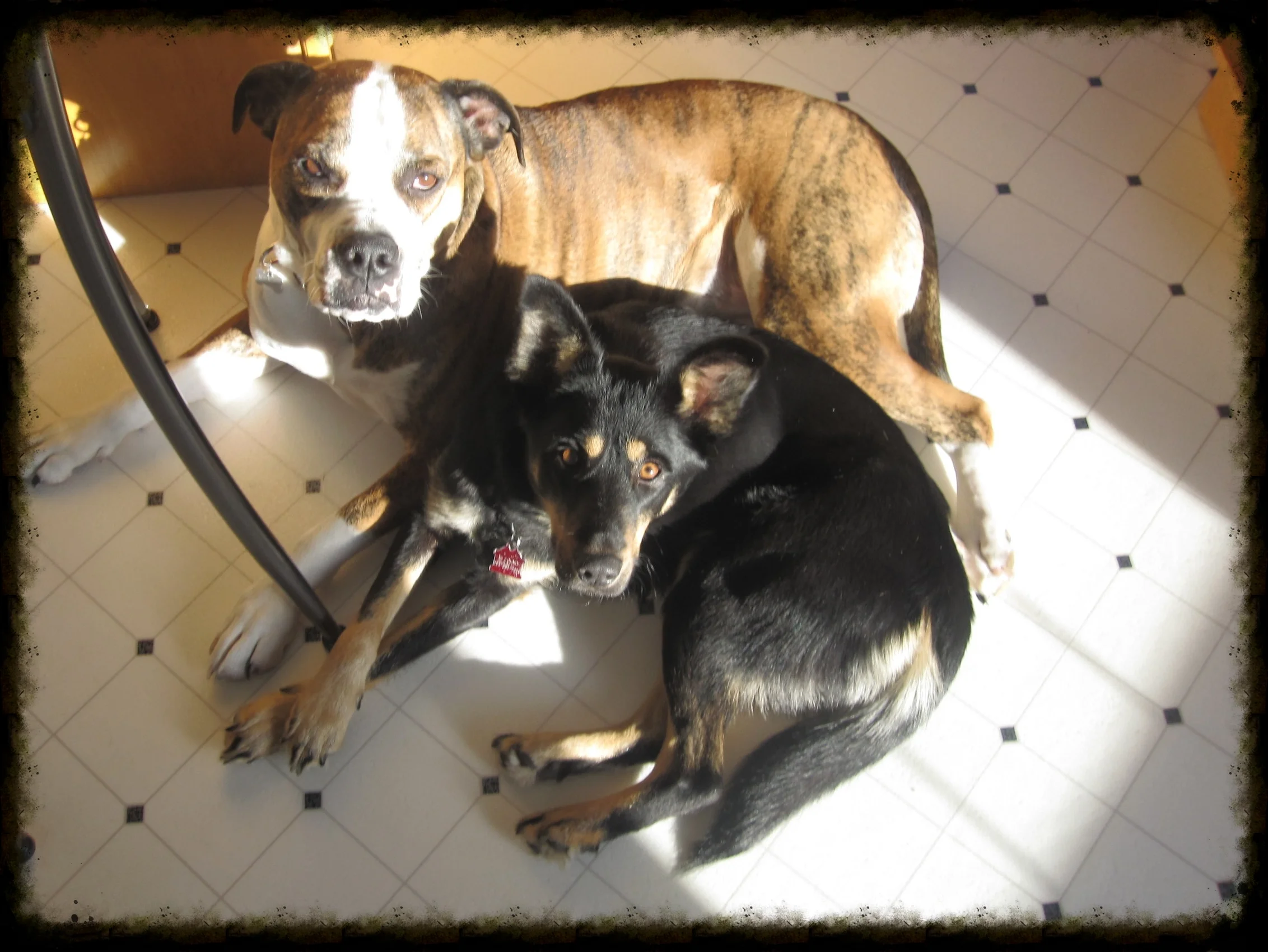 Mama Bear - Mungo taking care of our foster dog, Tilly