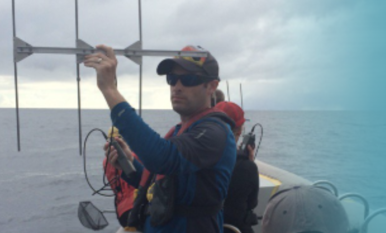 Shane Gero | The Dominica Sperm Whale Project