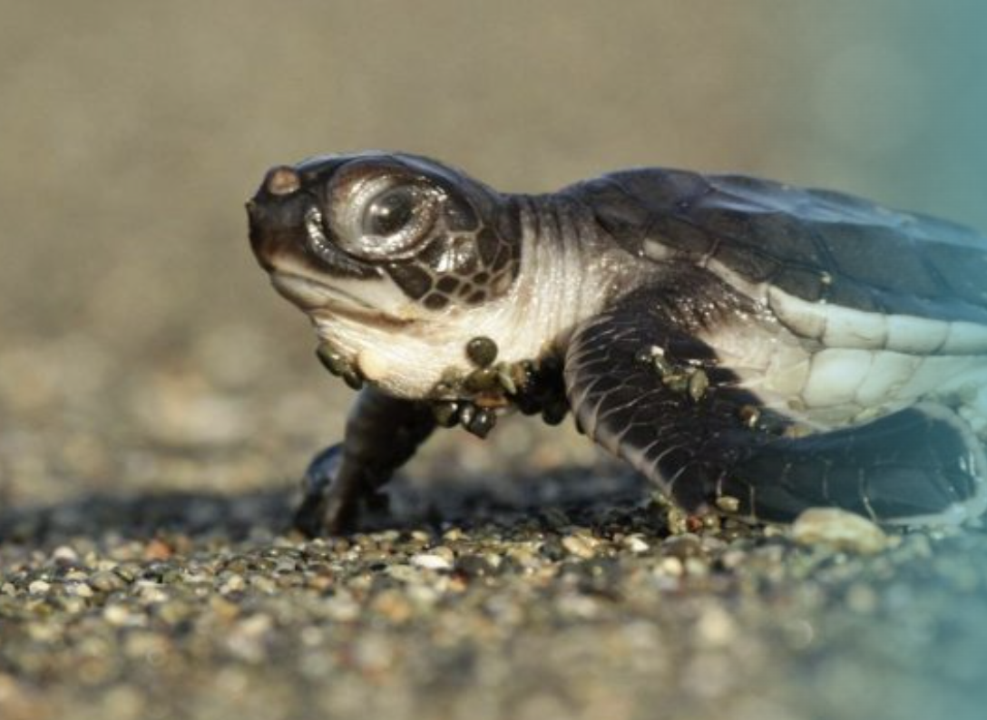 Sea Turtle Conservation Live in Costa Rica with Osa Conservation