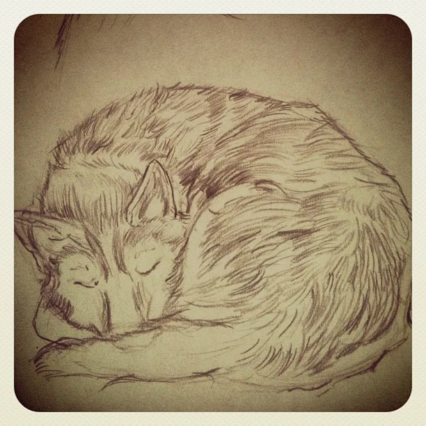 Break time for me, nap time for this guy. #husky #puppy #coloredpencil #sketchbook #animals #dogs #nap #art  #drawing