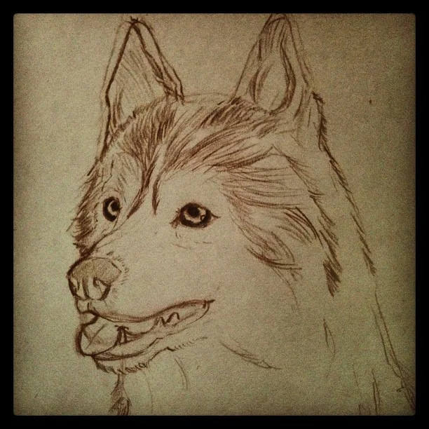 #husky #animals #sketchbook #art #portrait #coloredpencil #dogs #drawing