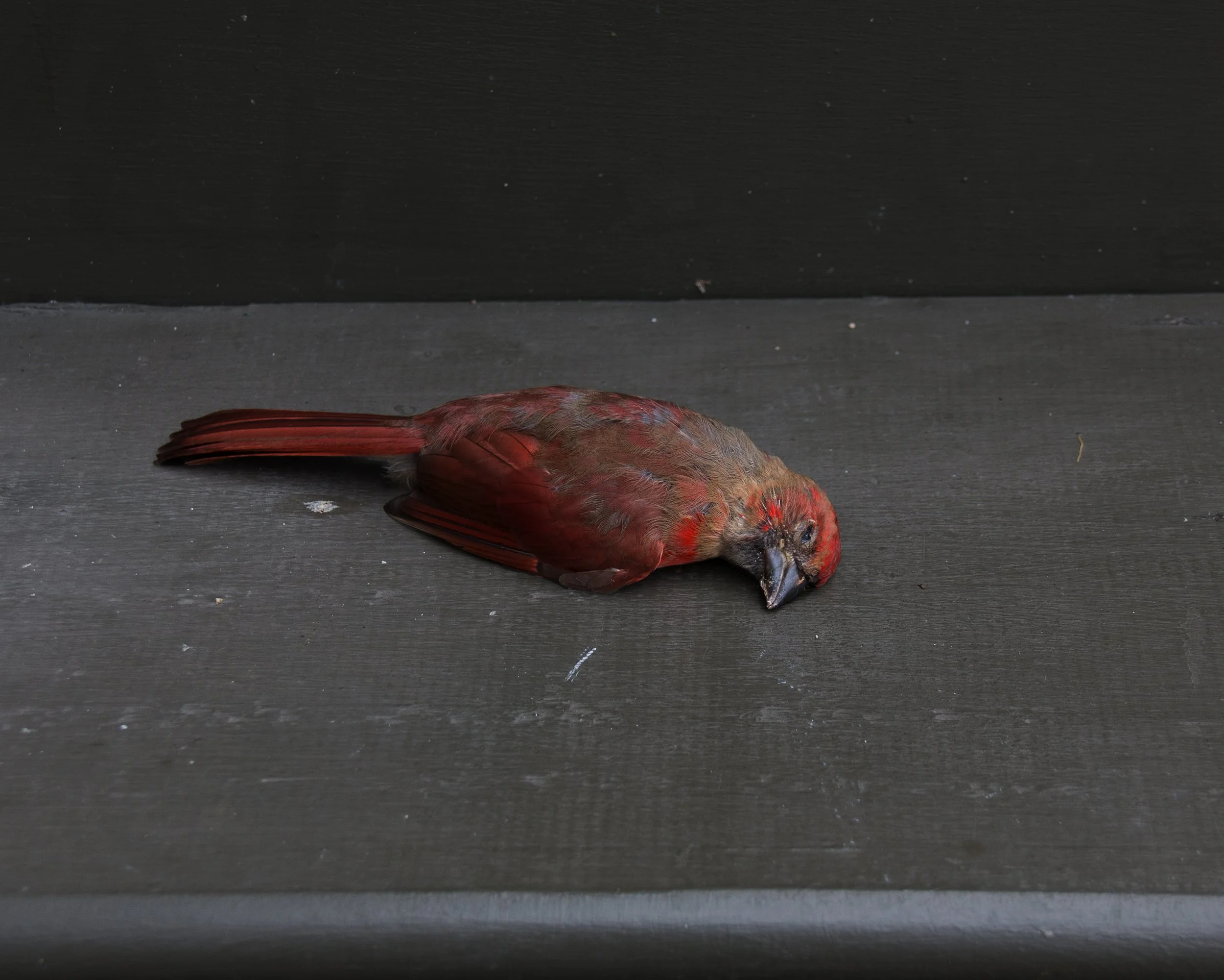 redbirdstilllife.jpg