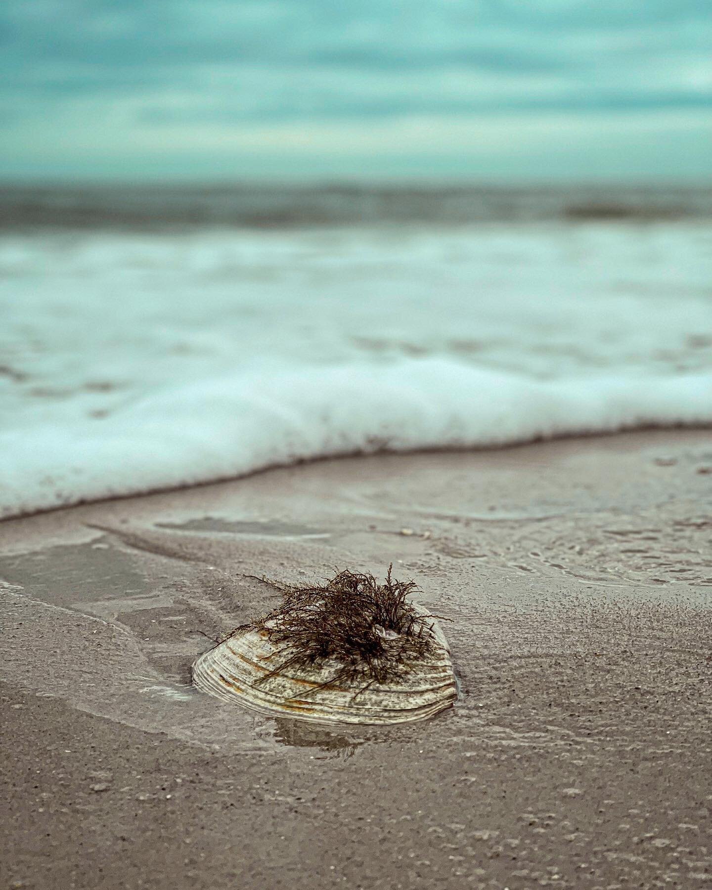 🐚 The Hairy Clam 🐚
.
.
.
.
.
#beach #sea #ocean #clam #seaside #seashore #seashells #summer #beachfinds #instagood #instamood #seashells🐚 #seashell #sealife #nature