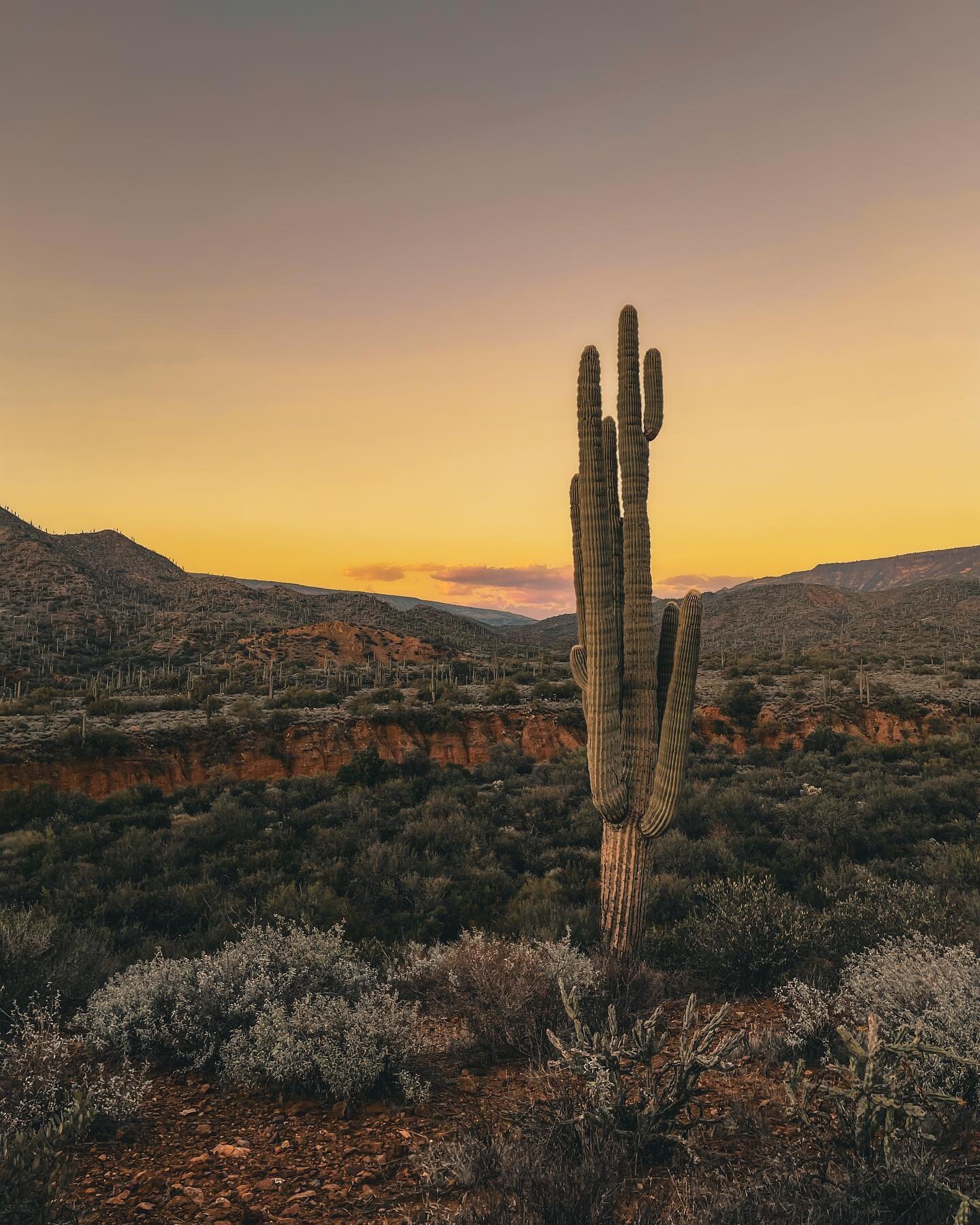 🌅🌵
.
.
.
.
.
.
#arizona #arizonahiking #arizona🌵#travel #explore #hike #hikingadventures #nature #landscape #cactus #sunset #sunsethike #instagood #instagram #instamood #instacactus #desert #desertplants #desertvibes🌵