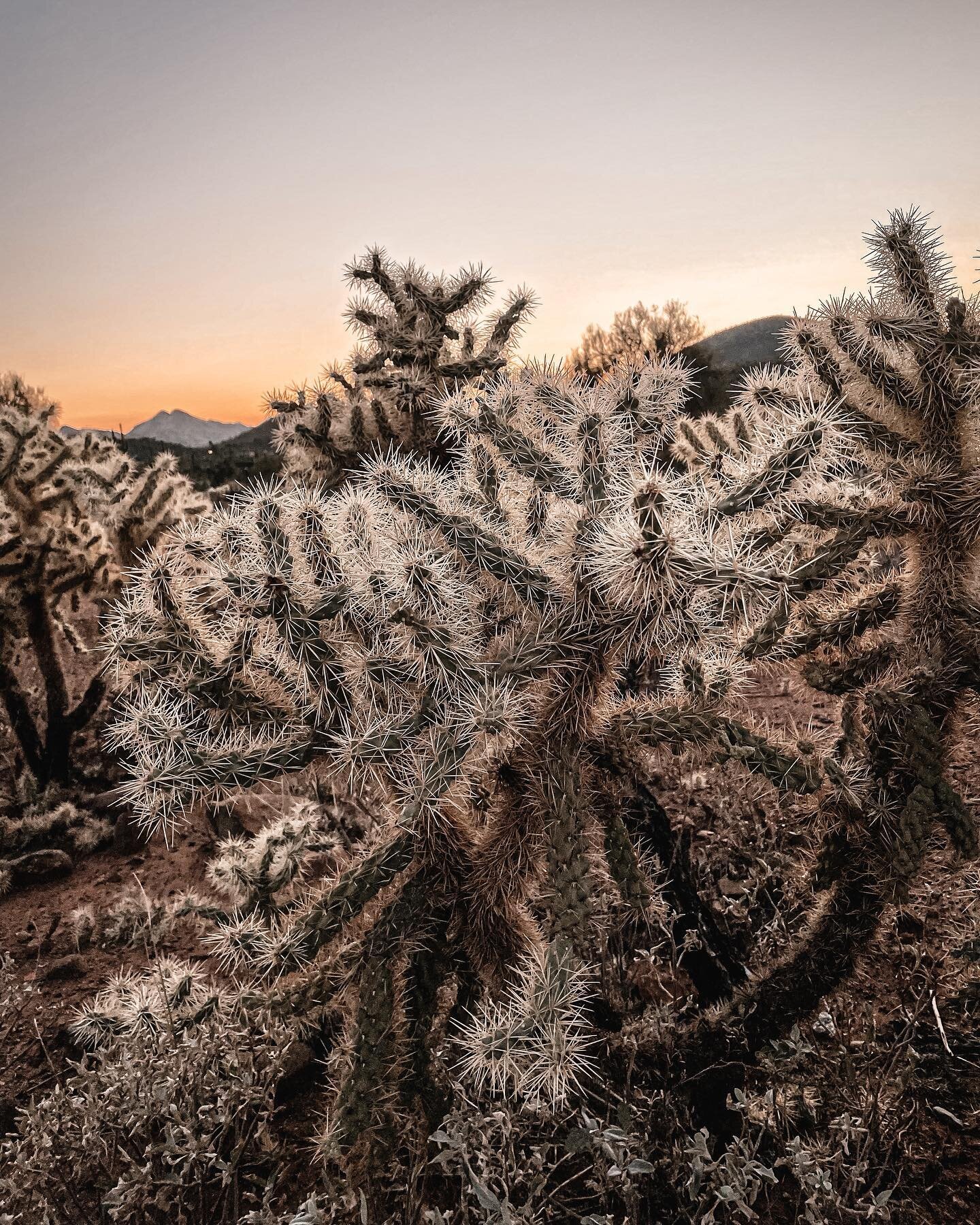 Cylindropuntia acanthocarpa - Buckhorn Chollas
.
.
.
.
.
#arizona #arizonahiking #arizona🌵 #cactus #cacti #explore #hiking #travel #nature #instagram #instagood #instamood #desert #desertlife #desertplants #desertphotography #succulents #plant #dese