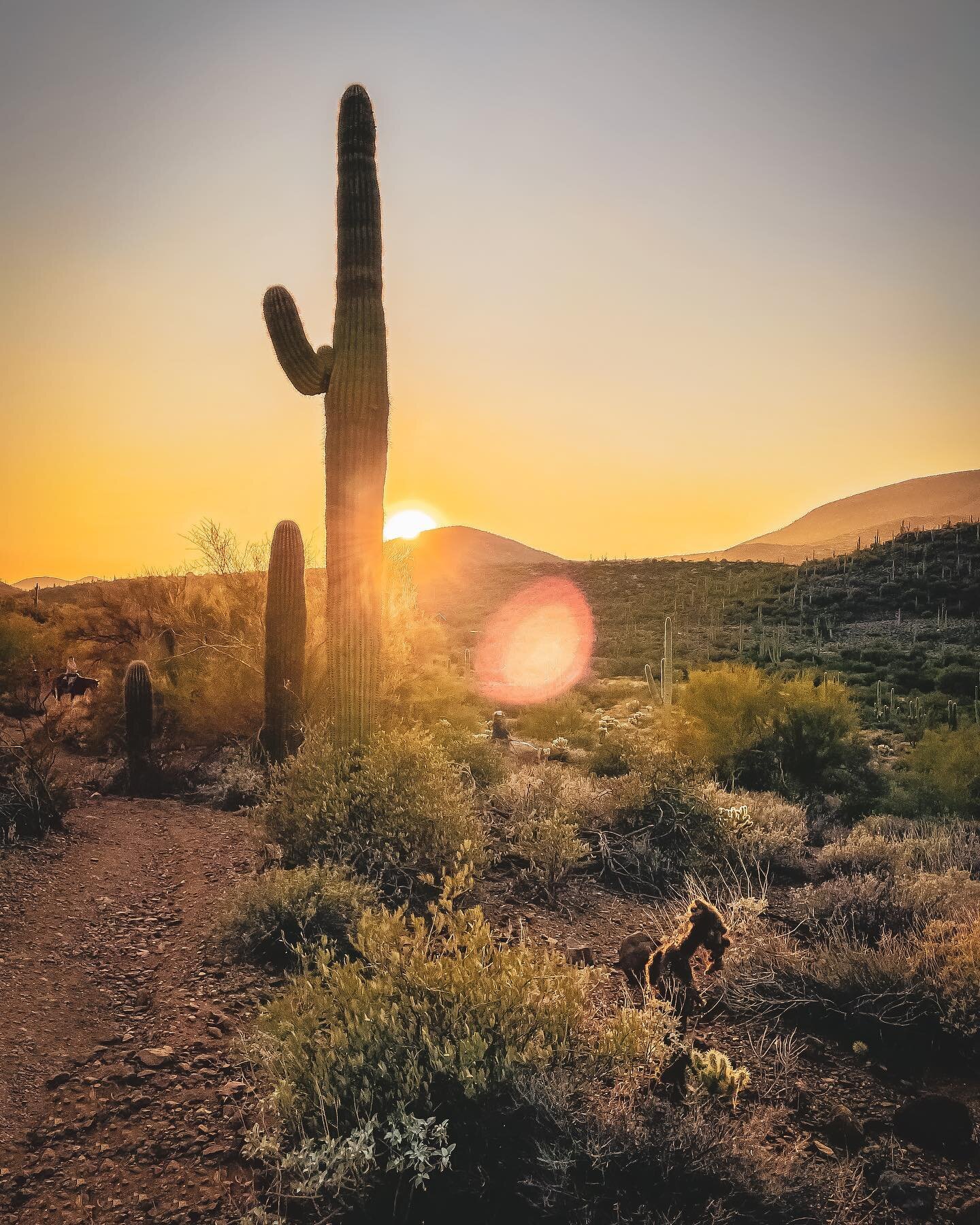 🌵🌅
.
.
.
.
.
.
#arizona #cactus #desert #desertlife #hiking #sunset #desertsunset #instagood #instamood #instagram #collectmag #trail #explore #nature #landscapephotography #landscape #travel #arizonahiking #arizona_landscapes #arizonadesert