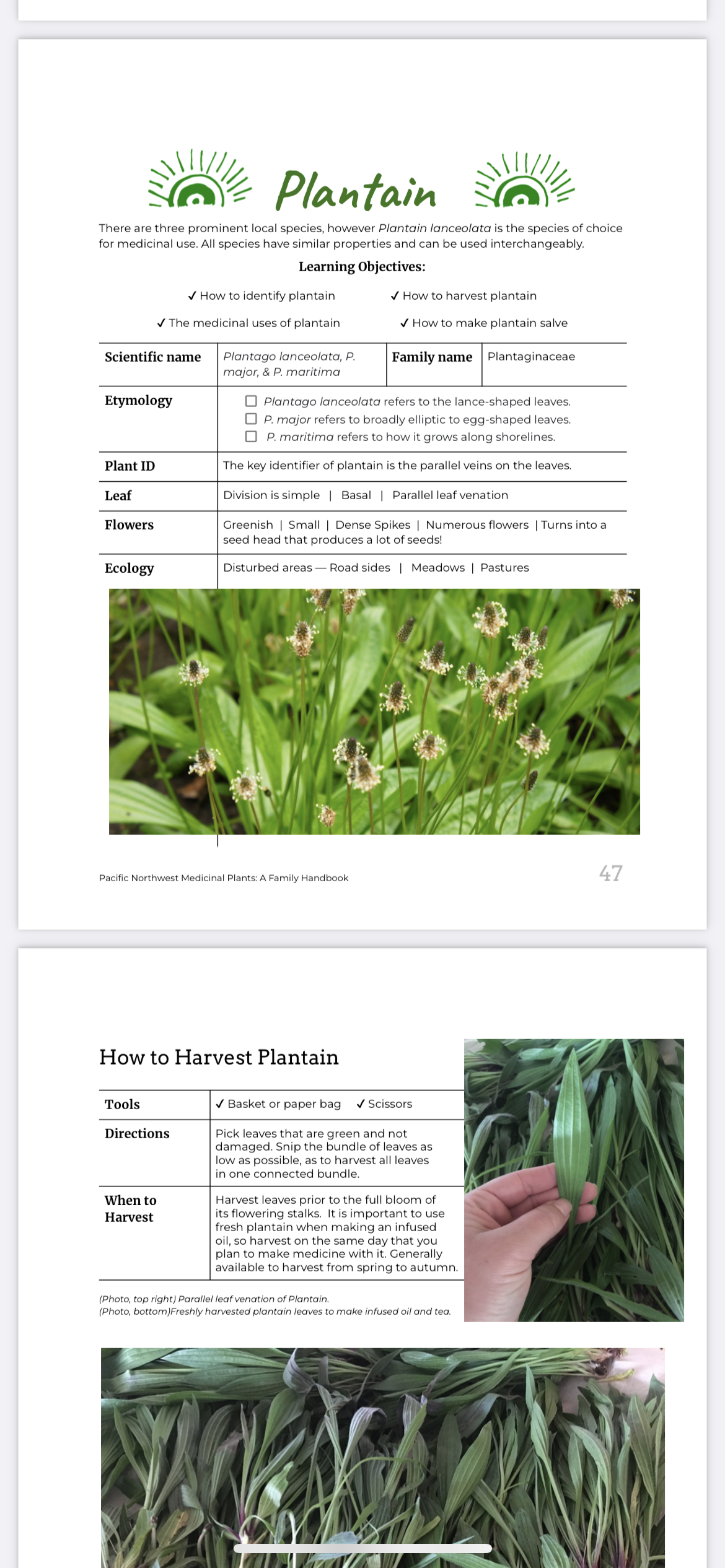 Plantain images.PNG
