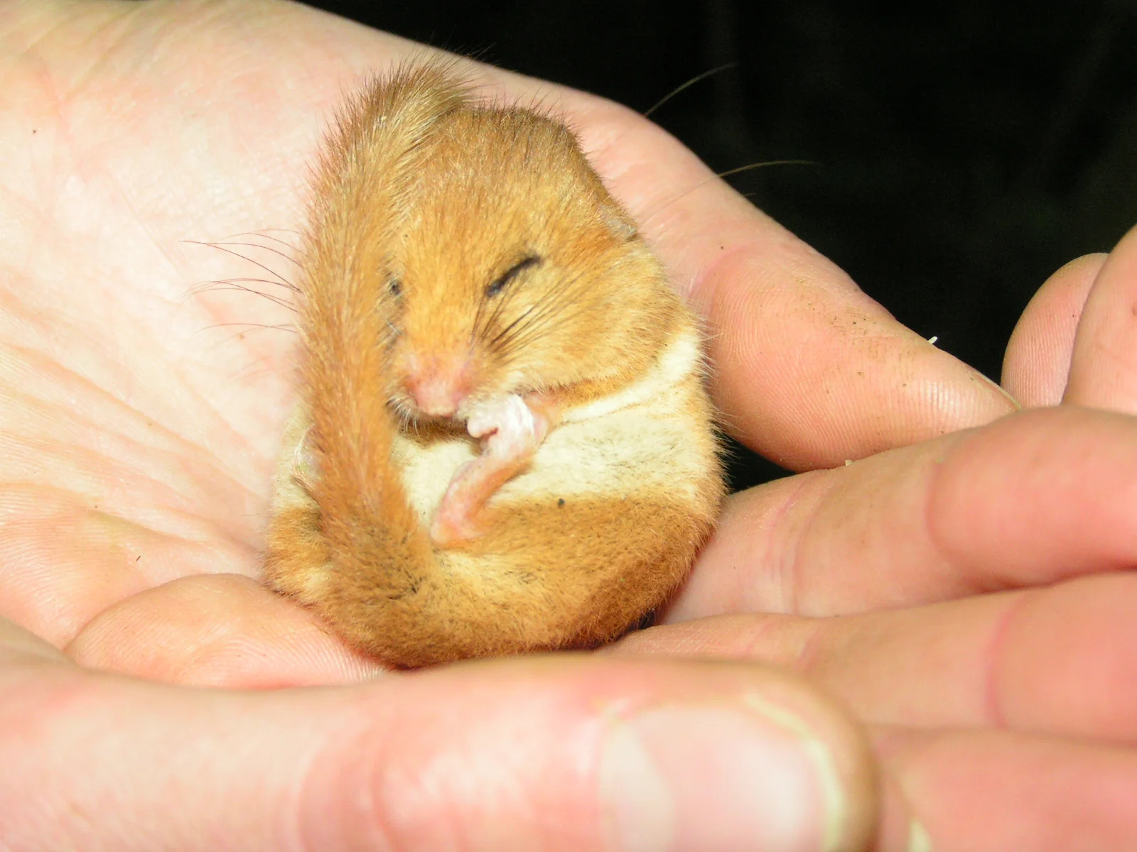 Dormouse 1.jpg
