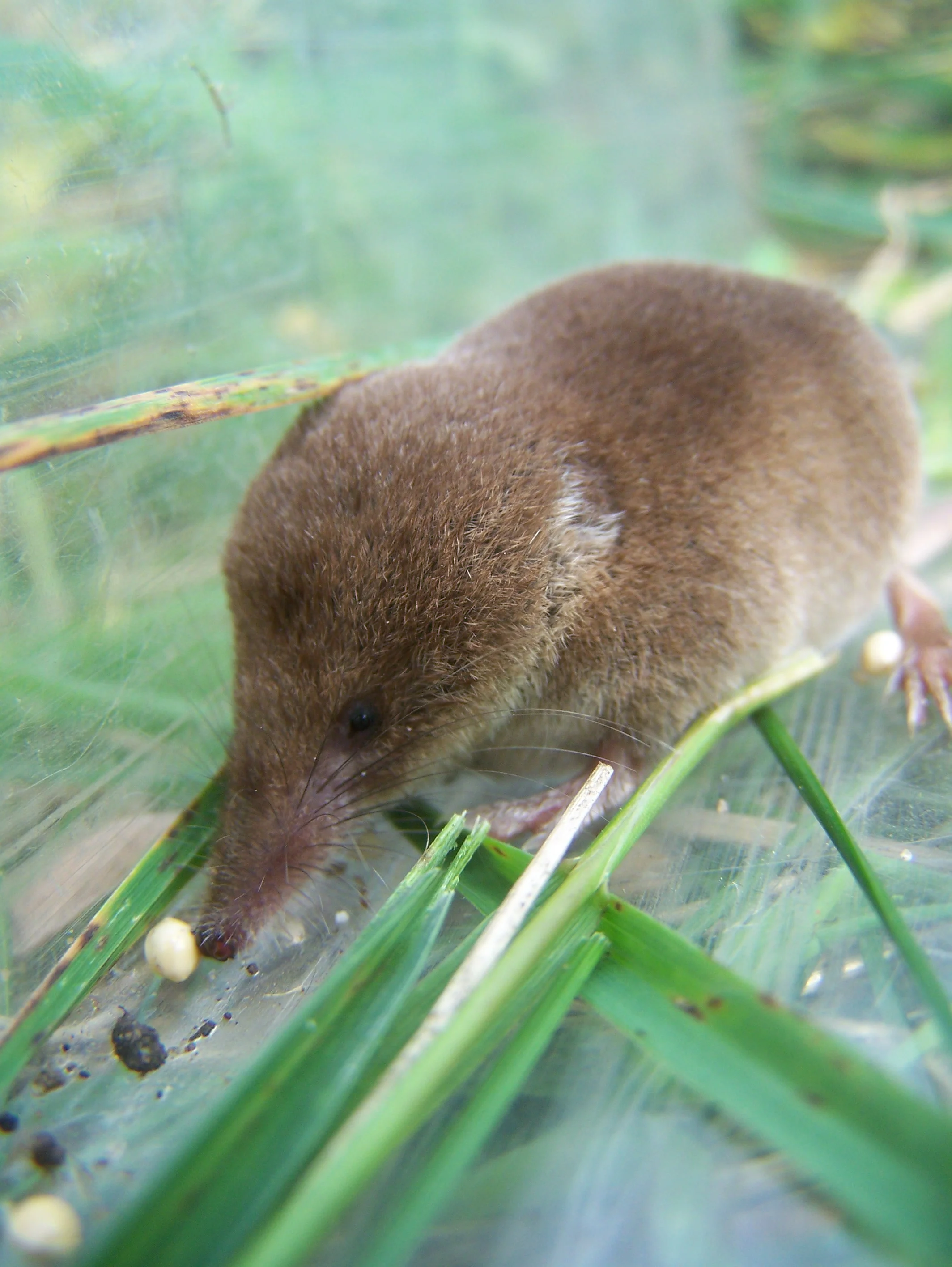 Small Mammal Trapping