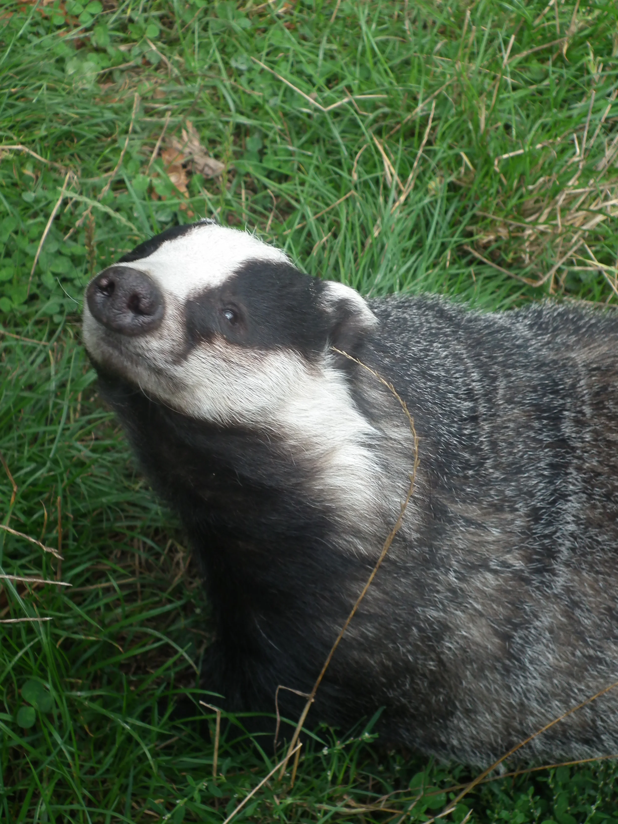 Badgers and More