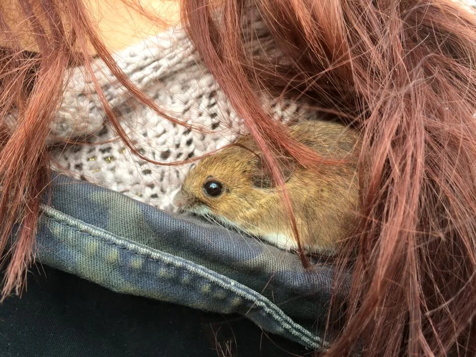 Small Mammal Trapping