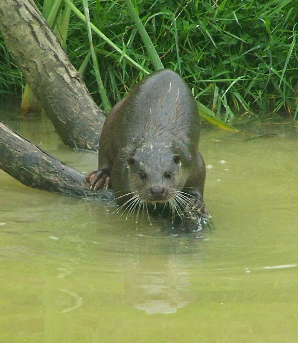 River and Canal Survey