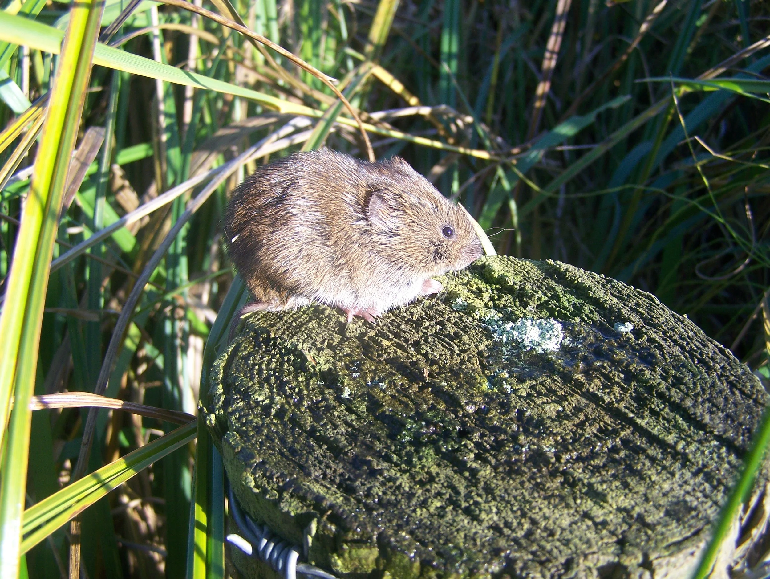 Evening walk through Wolfscote Dale.