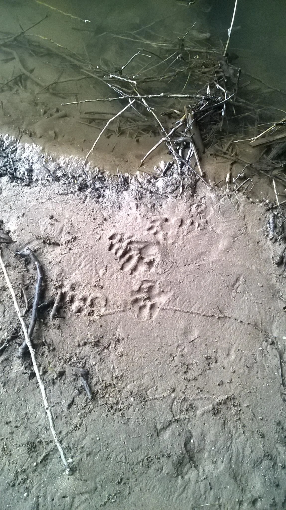 Wombourne Brook Walk