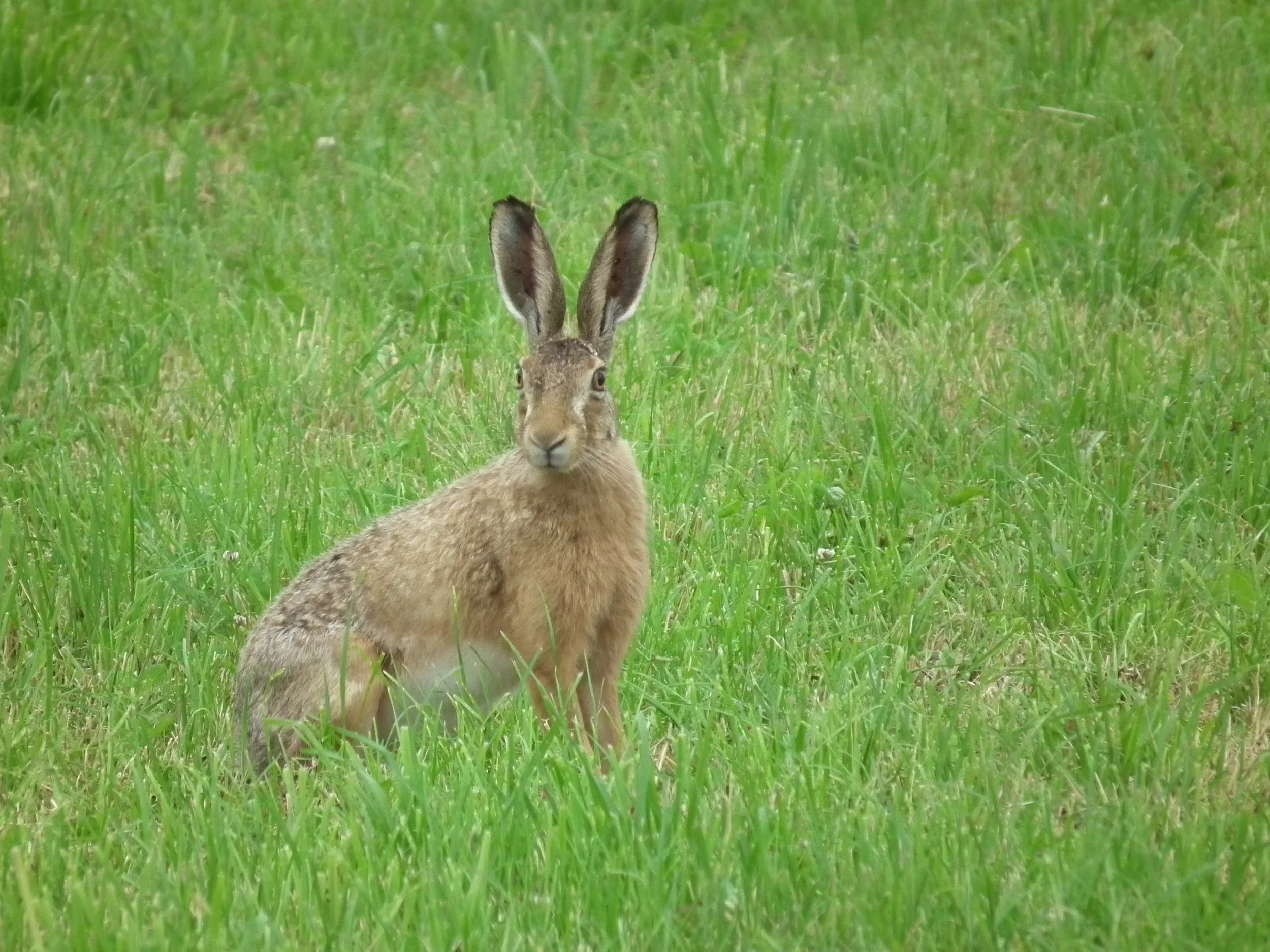 General survey for woodland mammals.