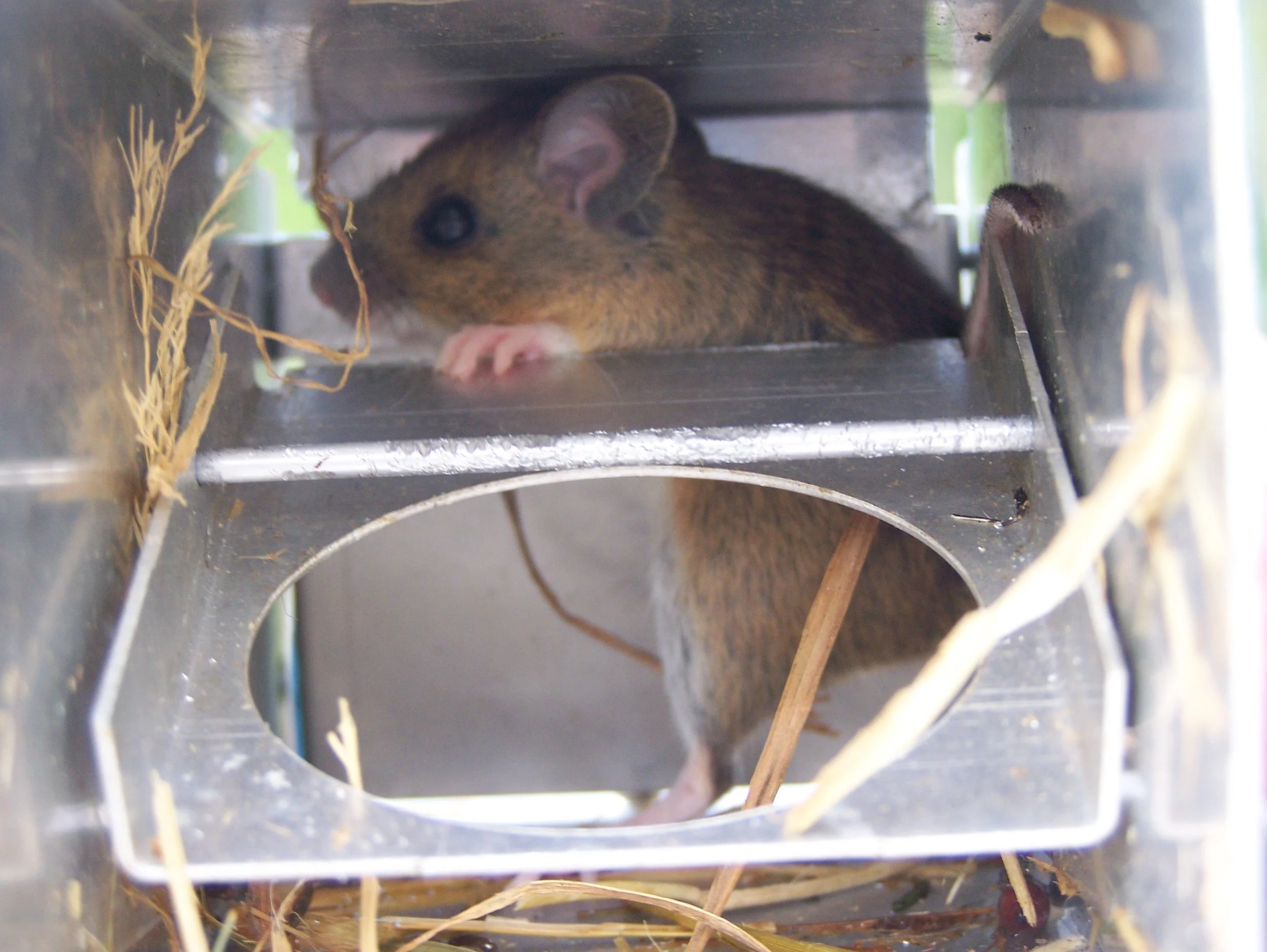 Small Mammal Trapping