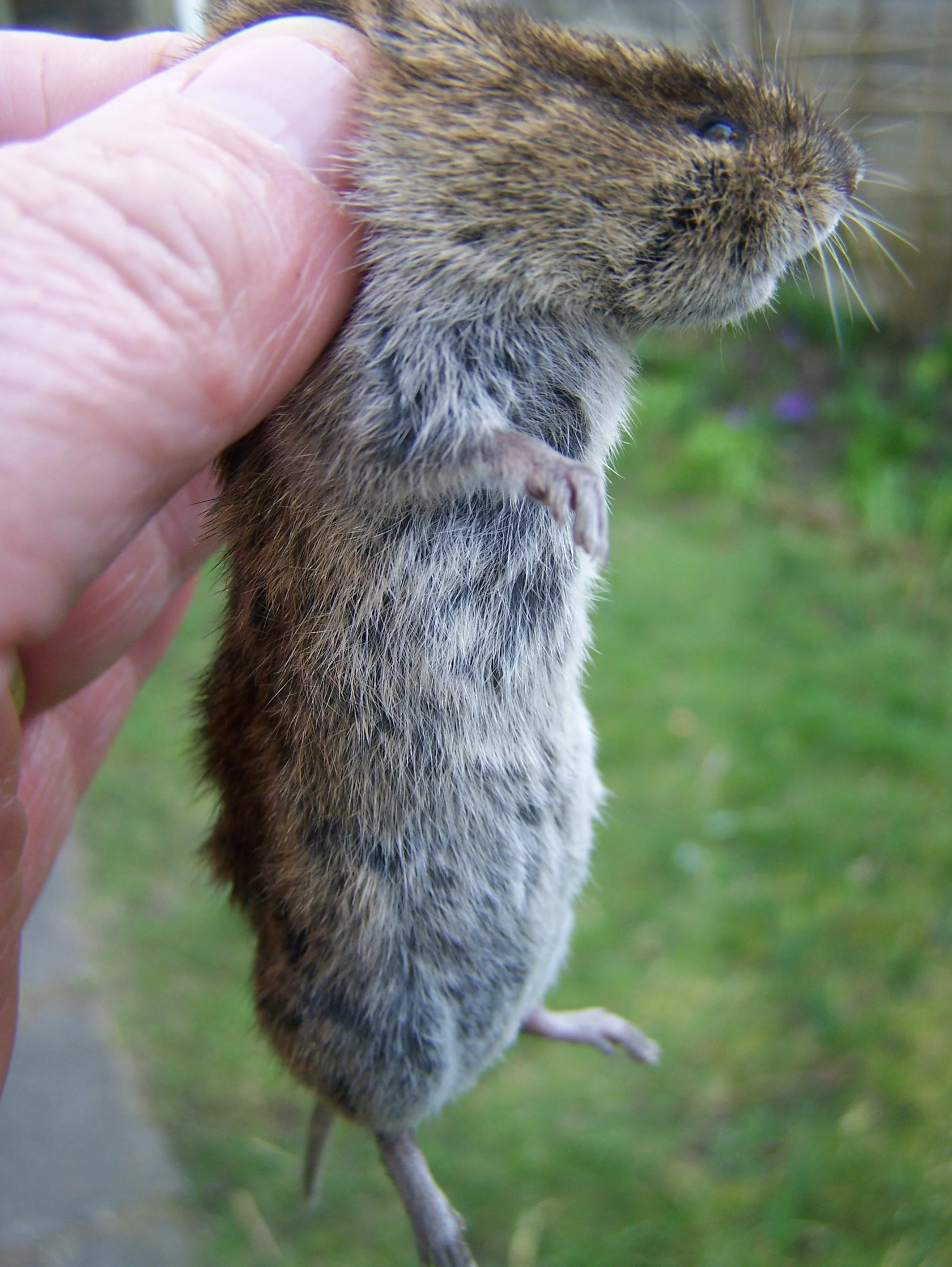 Small mammal trapping and general survey.