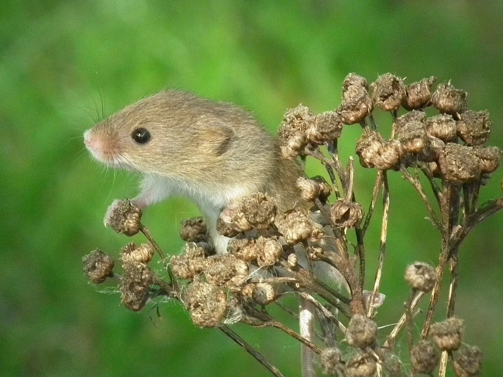 Harvest Mice Nest Survey at Kingsbury Water Park