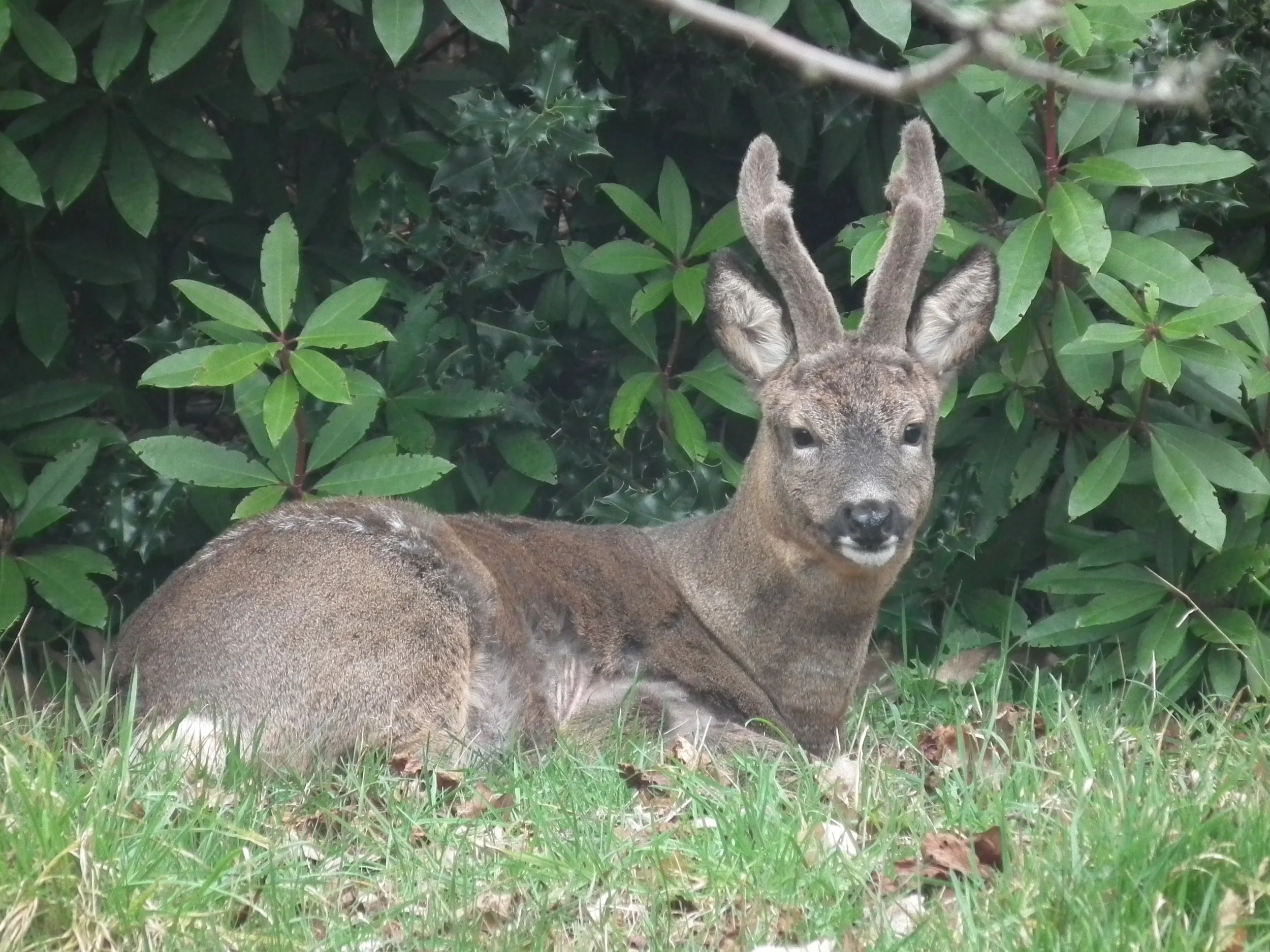 Consall Wood - Woodland Mammal Survey
