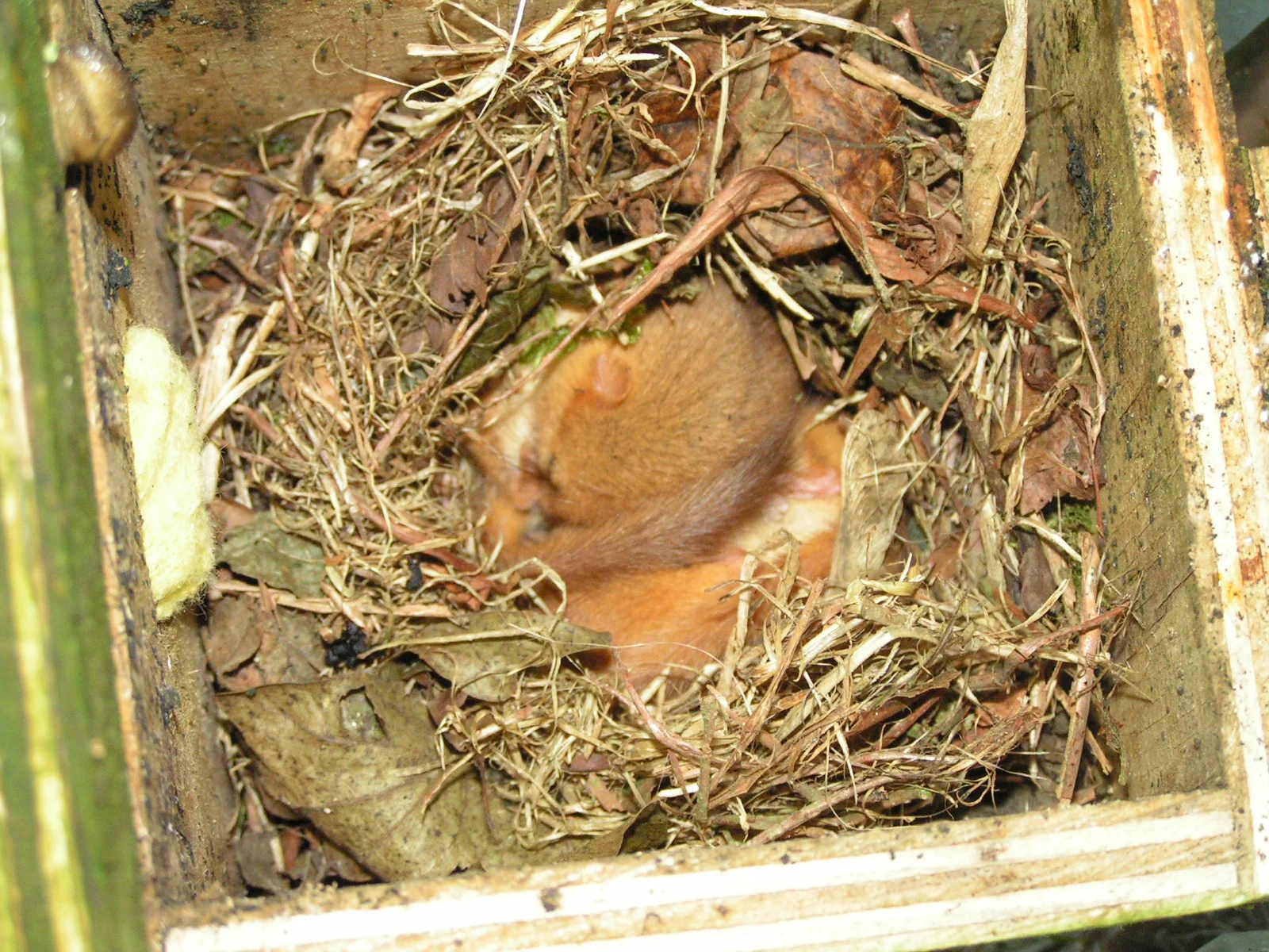 Update dormouse boxes at 40 acre wood