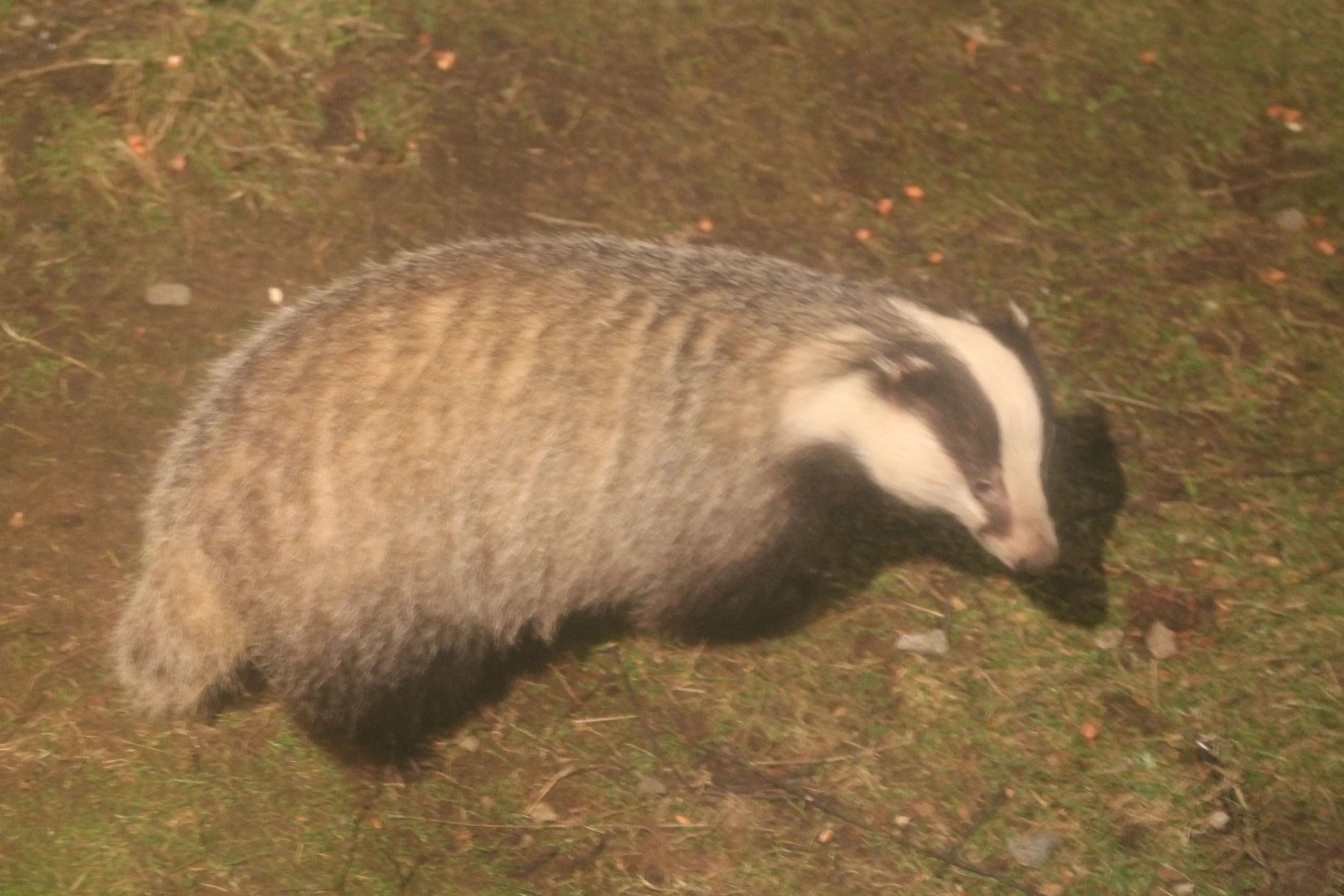 Bats and Badgers at Dorothy Clive Gardens