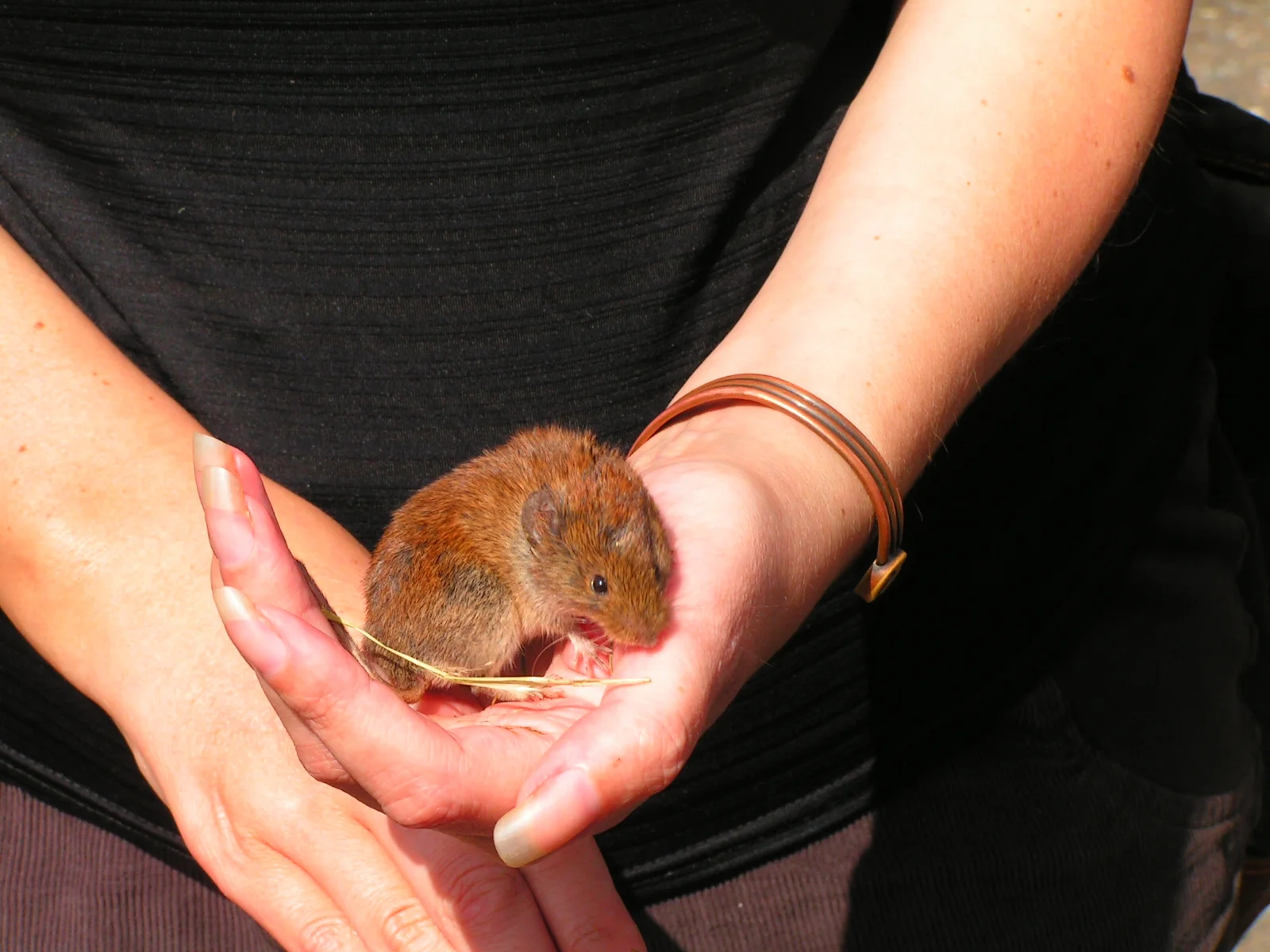 Wild about Stafford - Small mammals and more