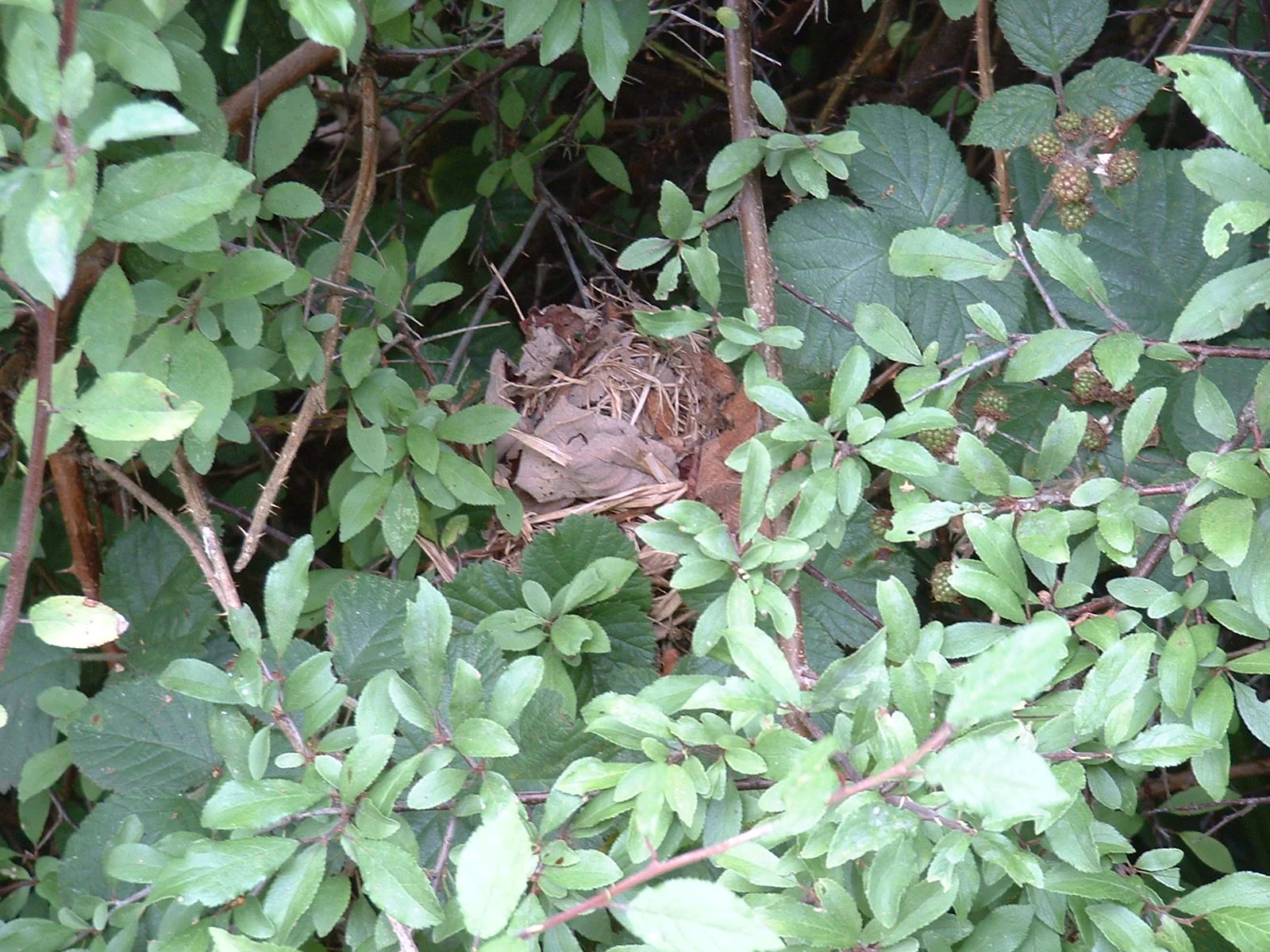 Dormouse nest box check and refresh - Wrinehill