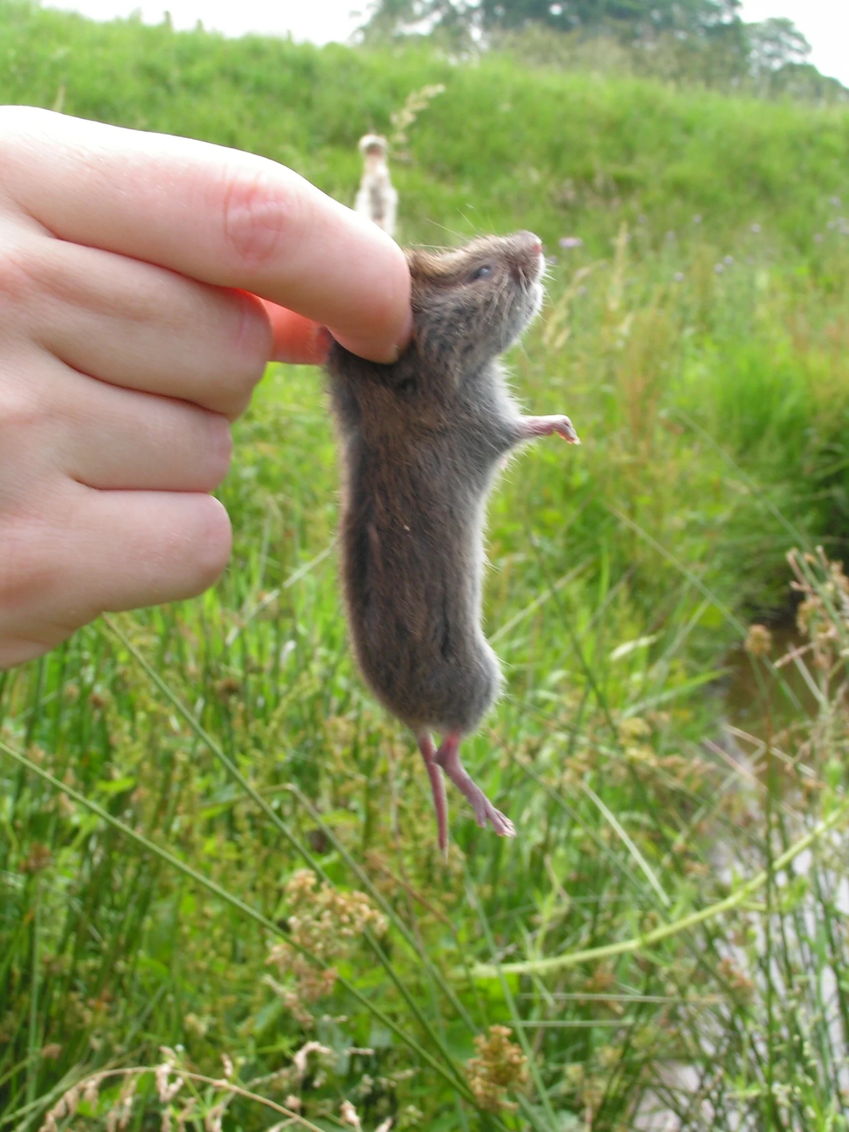 Small Mammal Trapping / Water Vole Survey - PLEASE NOTE DATE CHANGE