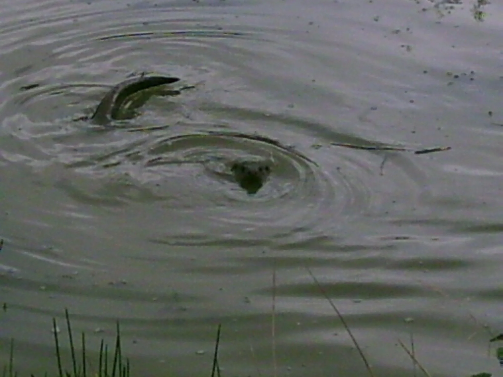  River Dove Otter Survey and more