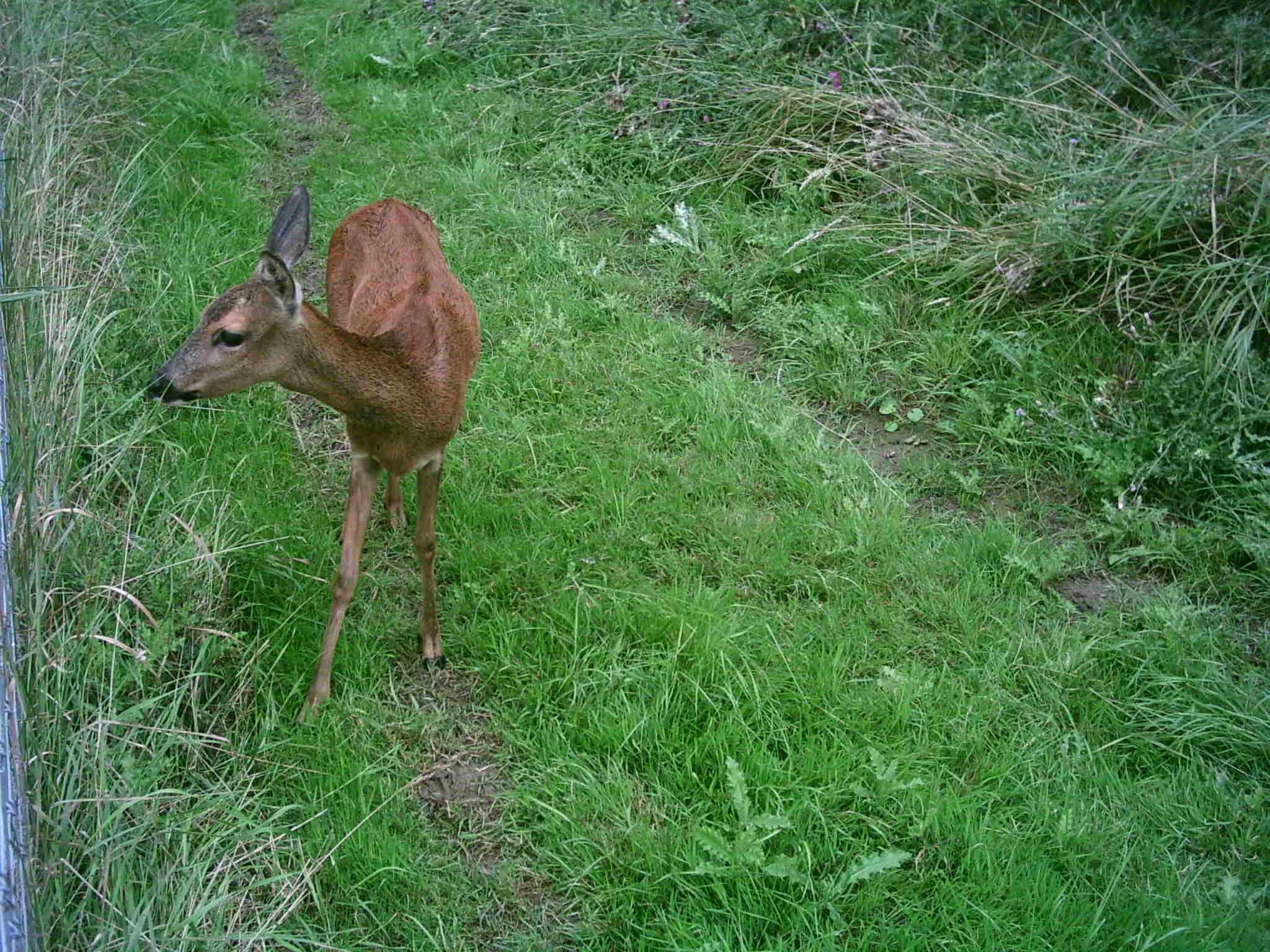 Tittersworth Roe&nbsp;Deer and bats