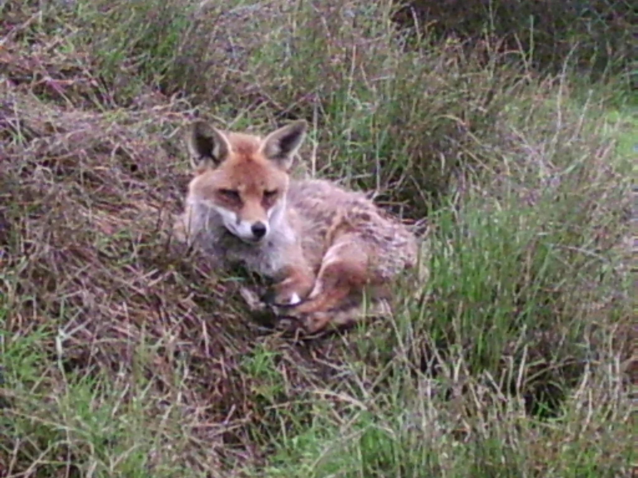 Burton on Trent - General Survey and Small Mammal Trapping 