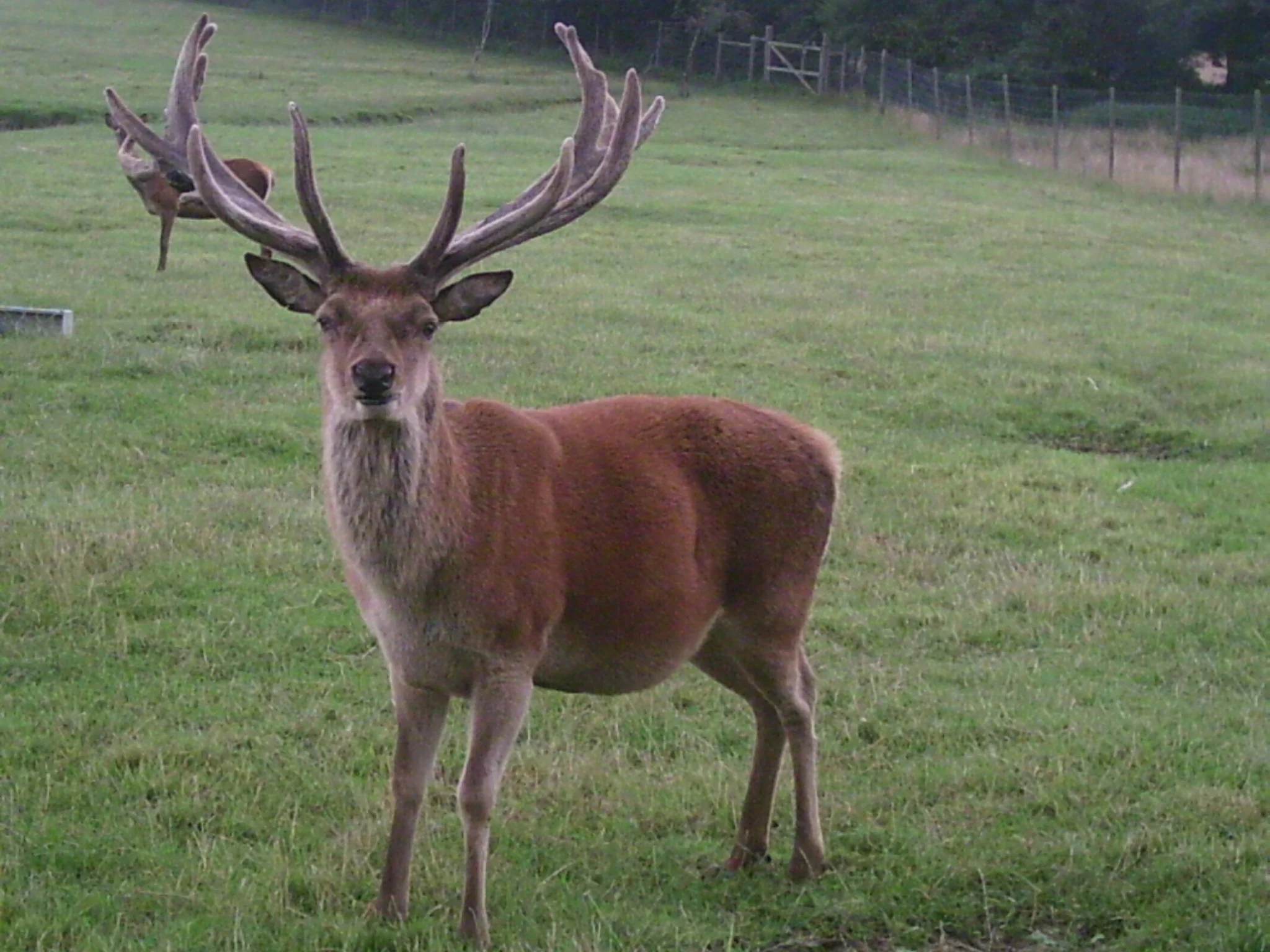 Red deer rut &amp; harvest mice Chasewater/Norton Bog