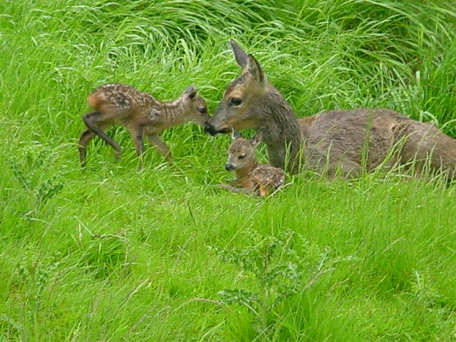 Consall Woods. Roe deer and bats