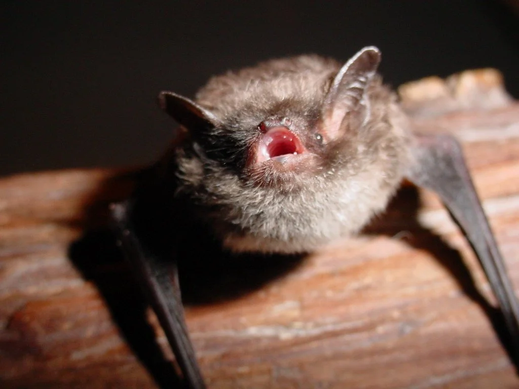 Knypersley Reservoir, Tracks &amp; signs