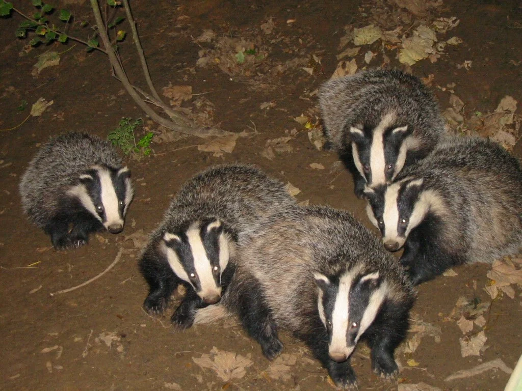 Deep Hayes - Tracks and Signs survey