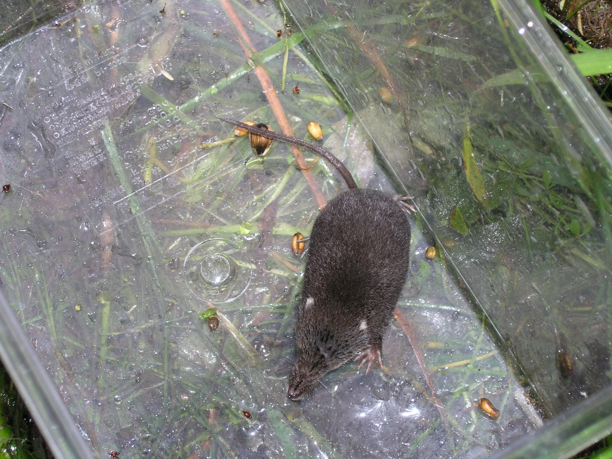 Mammal Week &amp; City Nature Challenge - Staffordshire University Nature Reserve